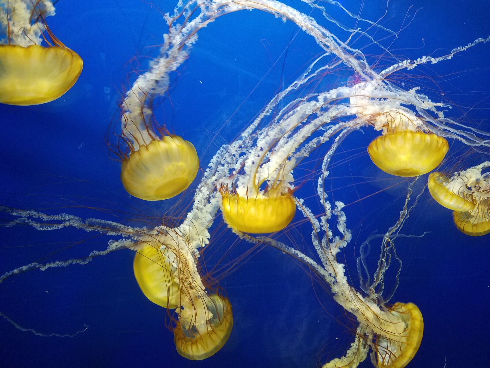 Samsung Galaxy S7 Active sample photo. Jellyfish, blue, yellow photography