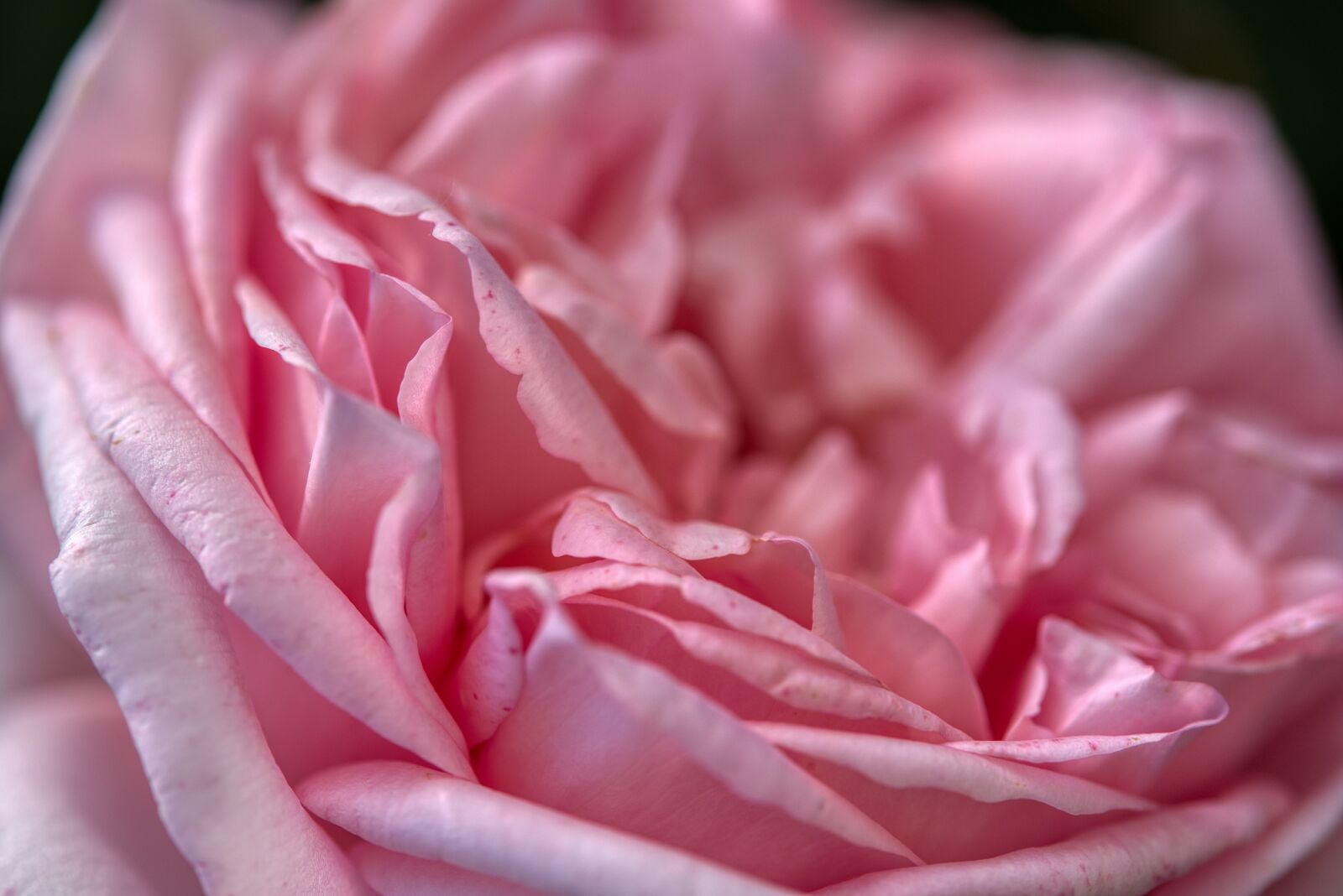 Nikon D750 sample photo. Rose, pink, petals photography