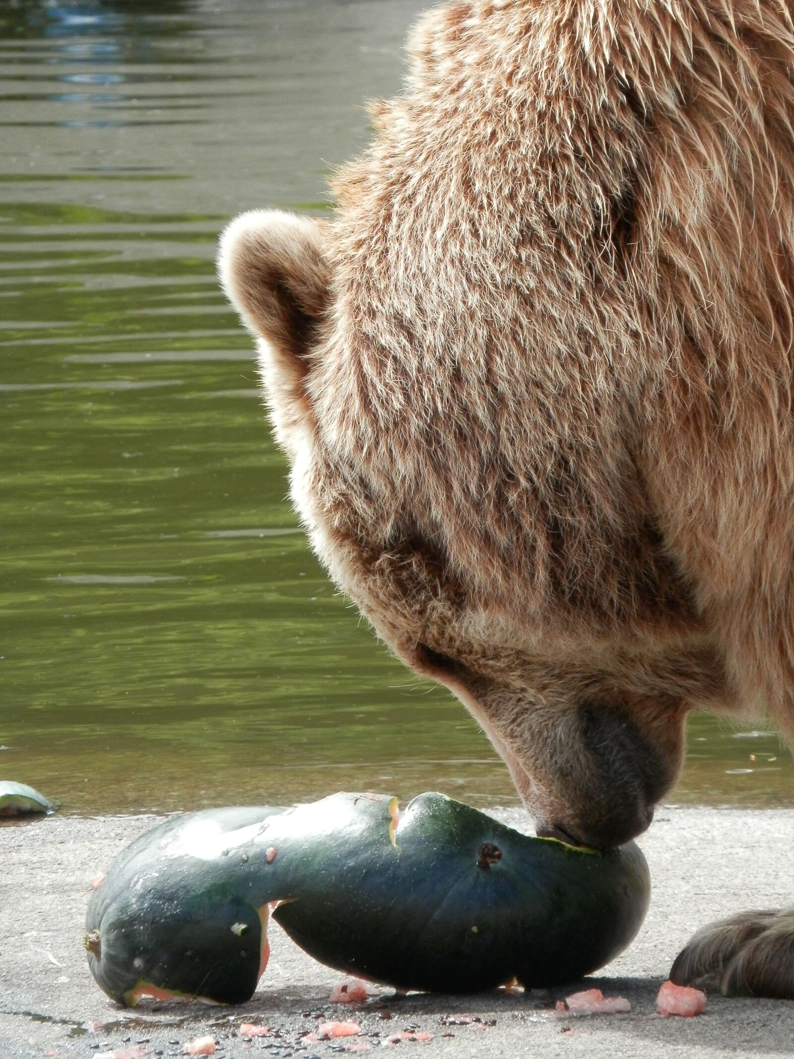 Olympus SZ-14 sample photo. European bear, bear, brown photography