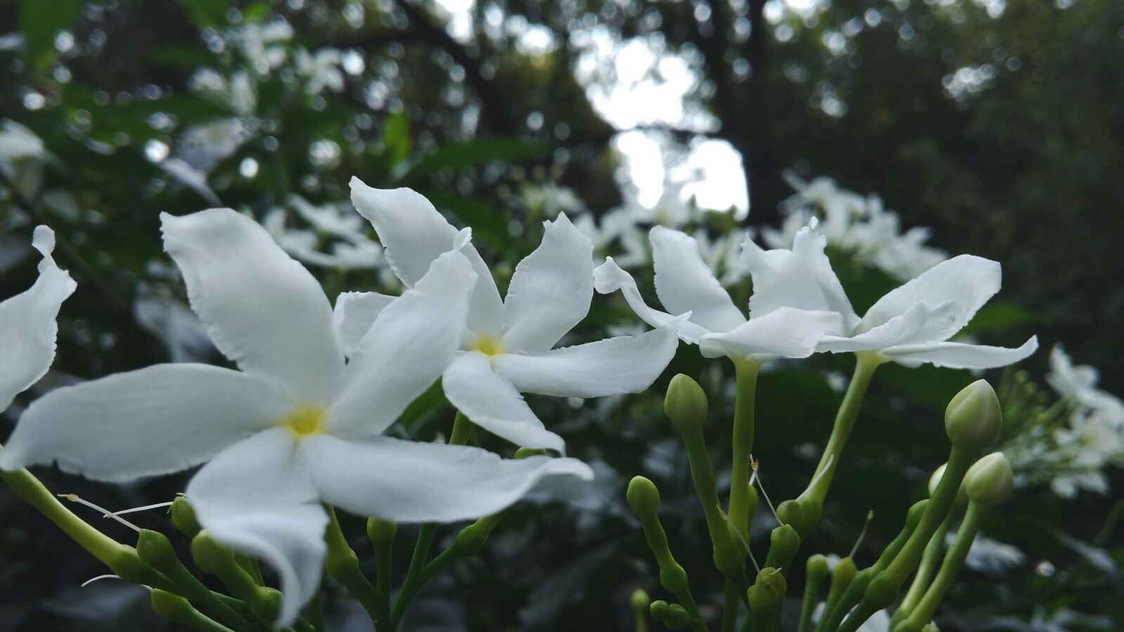 Xiaomi Redmi 4A sample photo. Autumn, beautiful, flowers, leaves photography