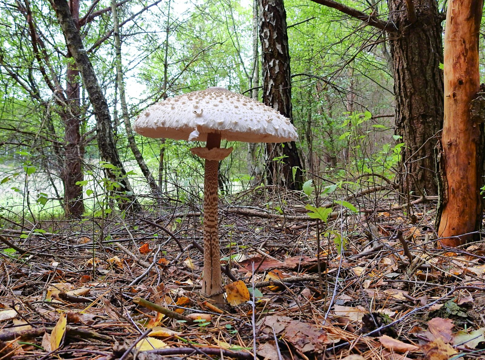 Nikon Coolpix P900 sample photo. Forest, mushroom, edible photography