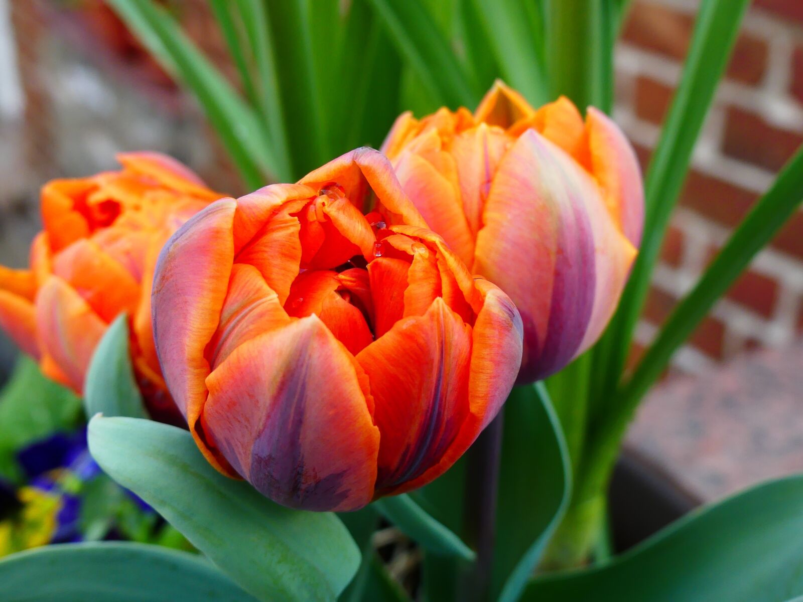 Panasonic Lumix DMC-FZ300 sample photo. Flower, tulip, nature photography