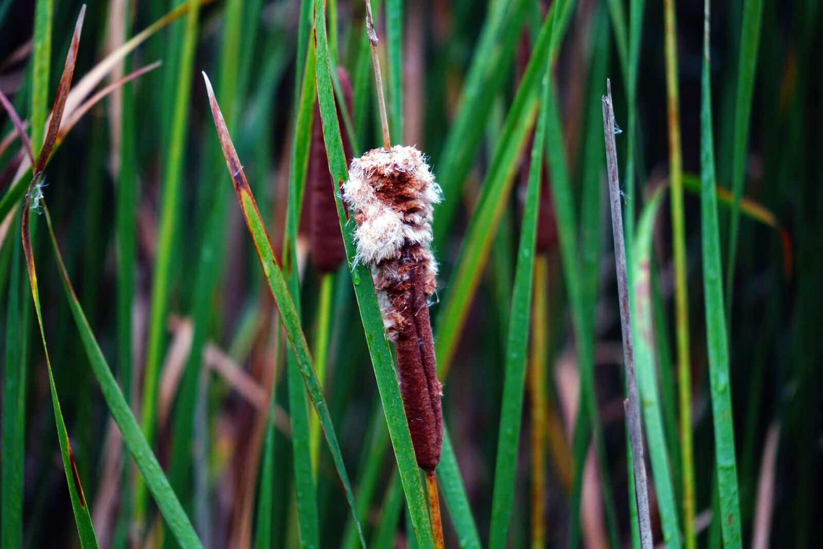Sony a7 II + Sony FE 24-240mm F3.5-6.3 OSS sample photo. Cattail, plant, grass photography