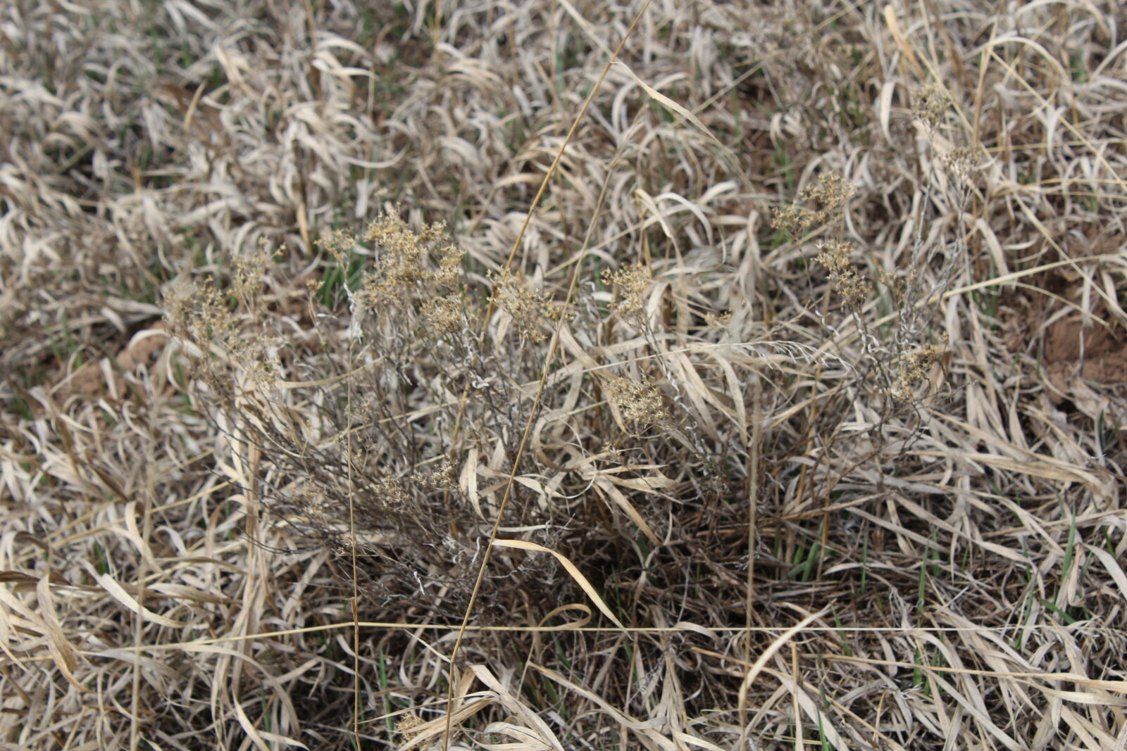 Canon EOS 1200D (EOS Rebel T5 / EOS Kiss X70 / EOS Hi) sample photo. Grass photography