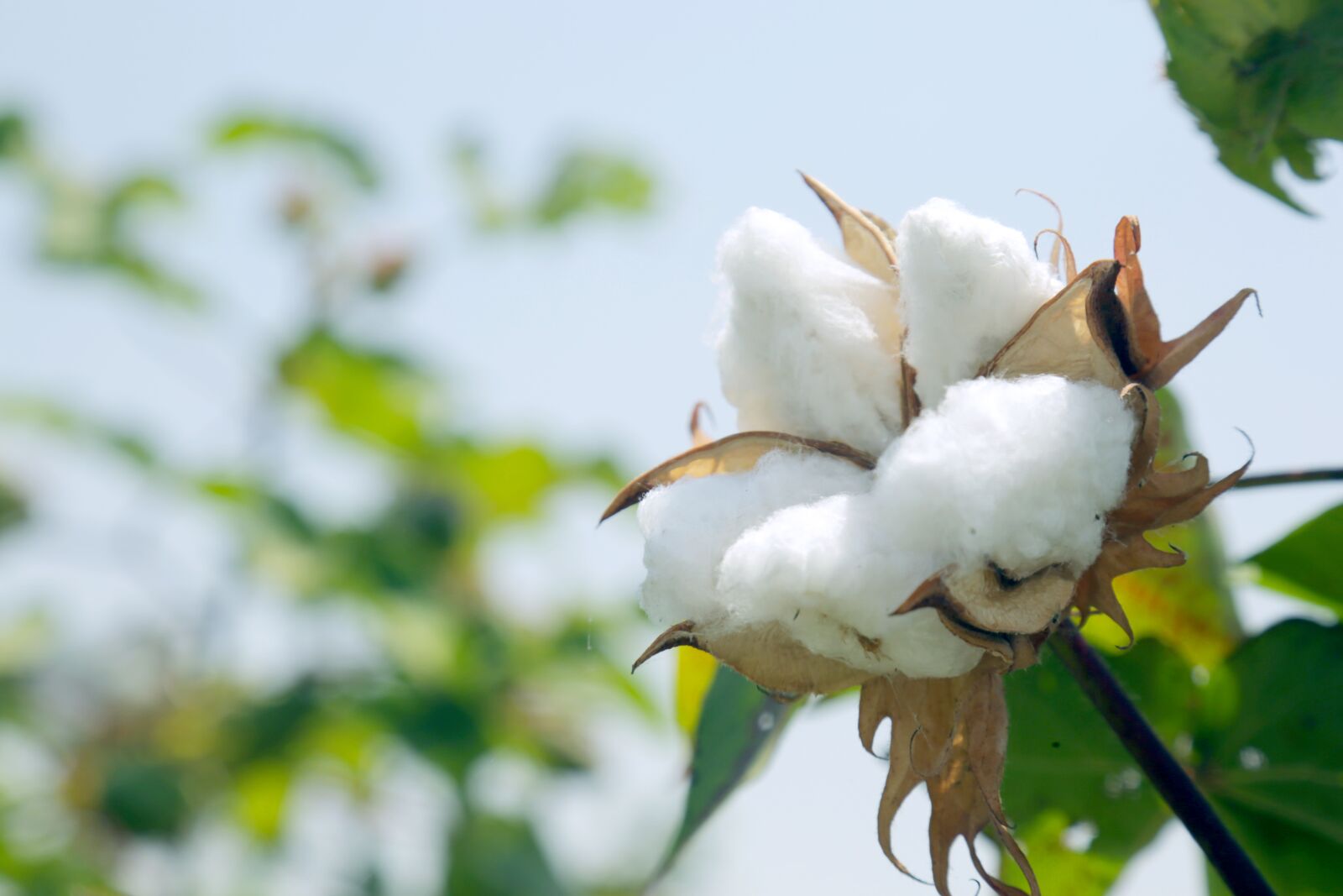 Canon EF 24-105mm F4L IS USM sample photo. Cotton, planting, agriculture photography