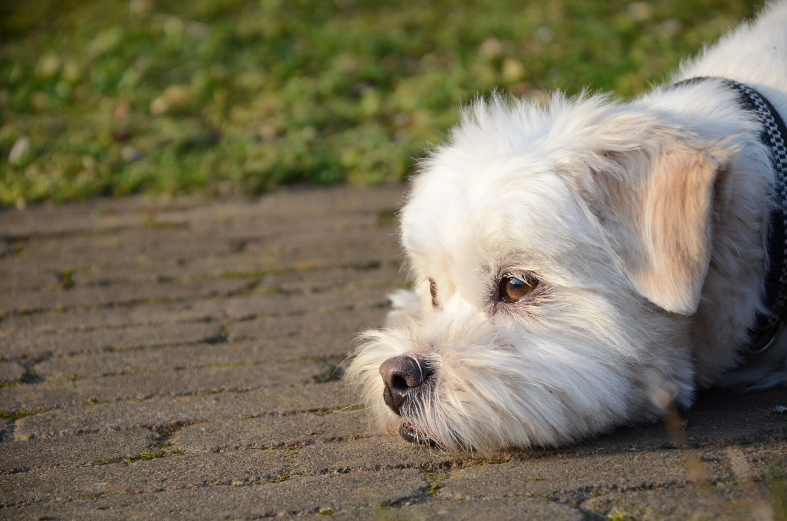Nikon D5100 sample photo. Dog, laying, floor photography