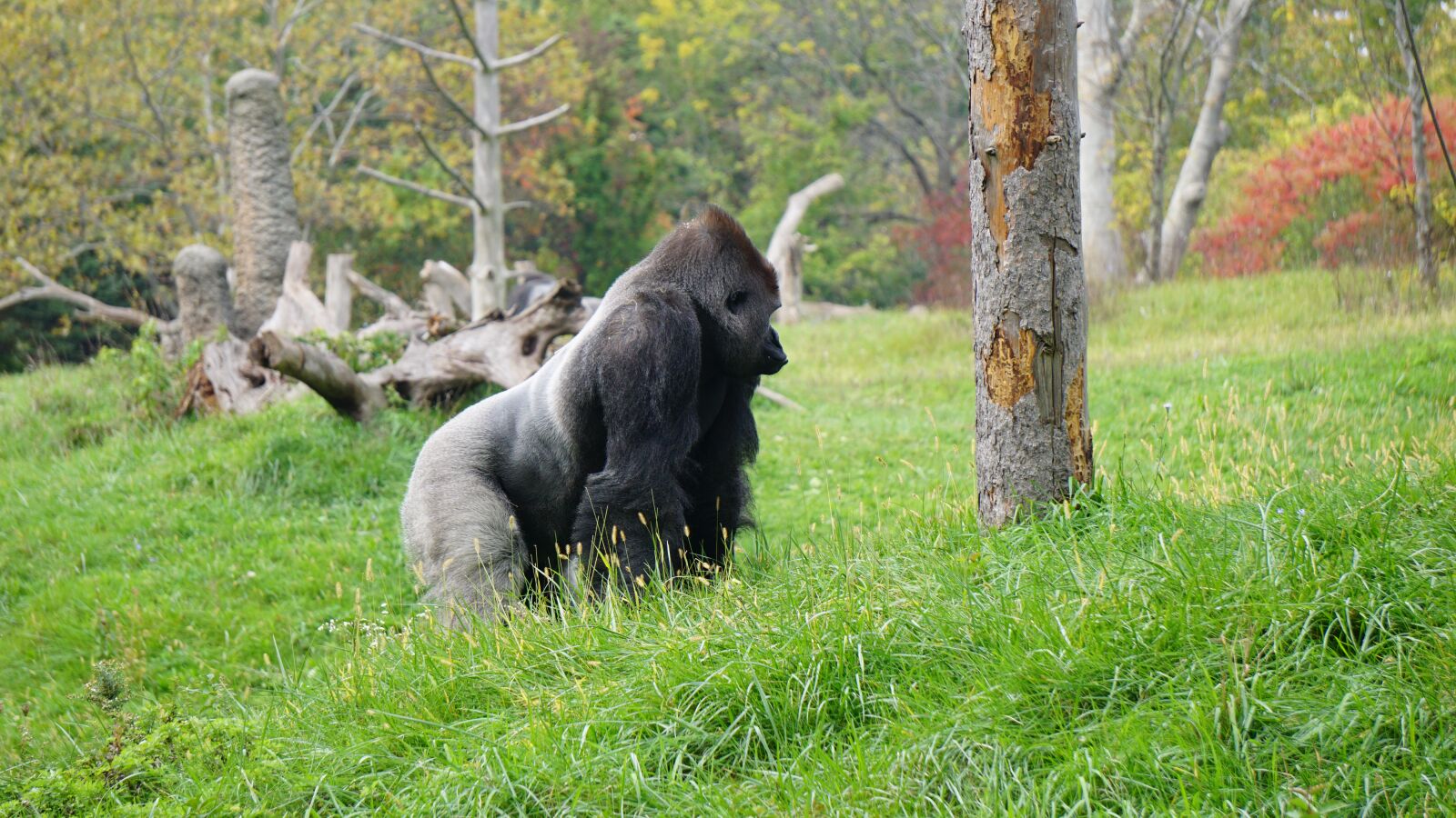 Sony E 55-210mm F4.5-6.3 OSS sample photo. Gorilla, tree, nature photography