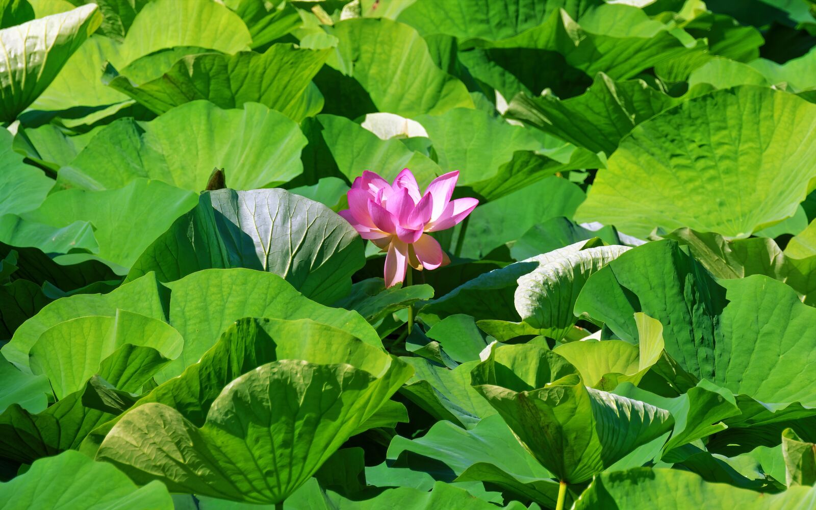 Nikon D5300 sample photo. Lotus, flower, pink photography