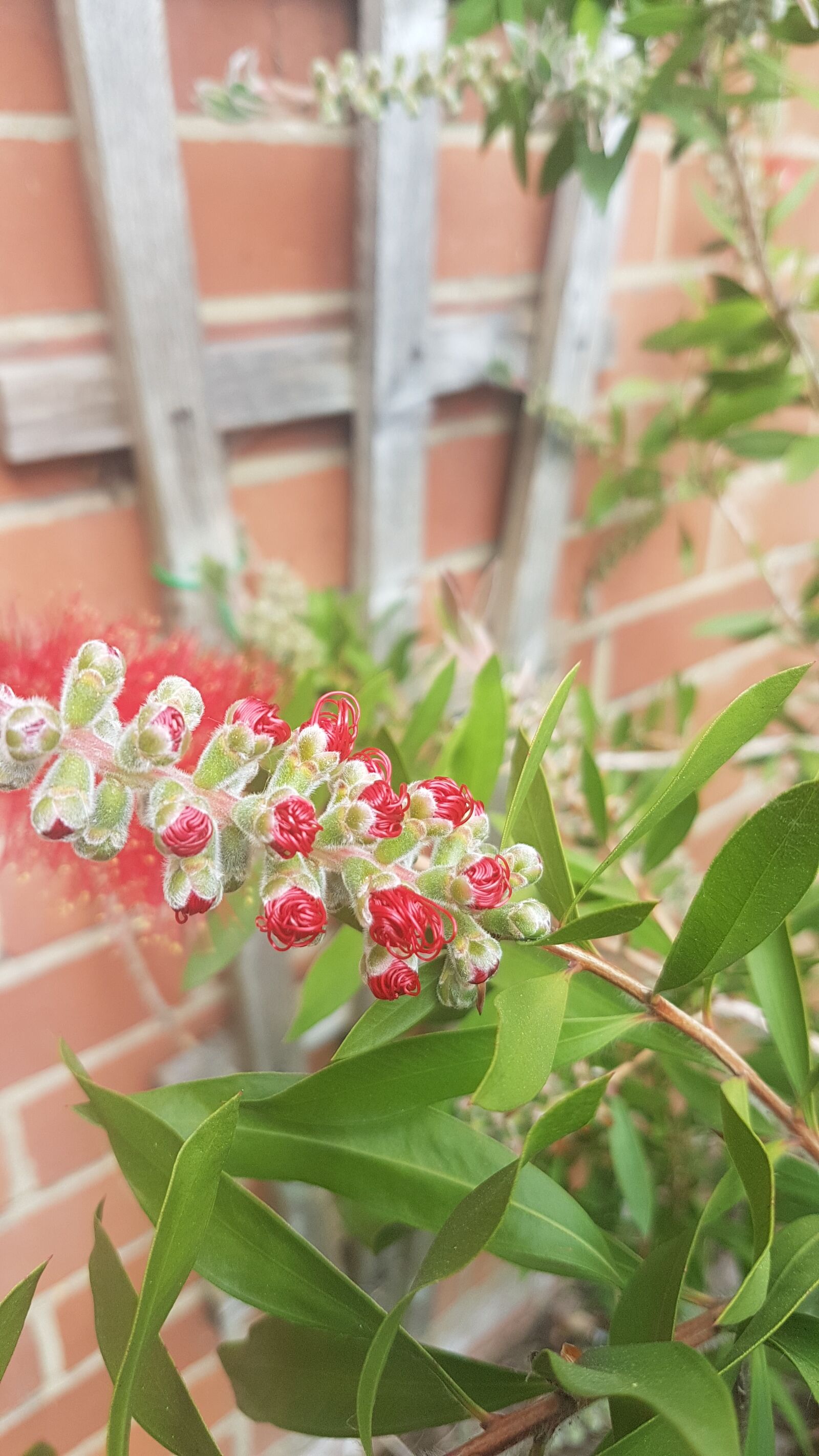 Samsung Galaxy S7 sample photo. Flower, red, summer photography