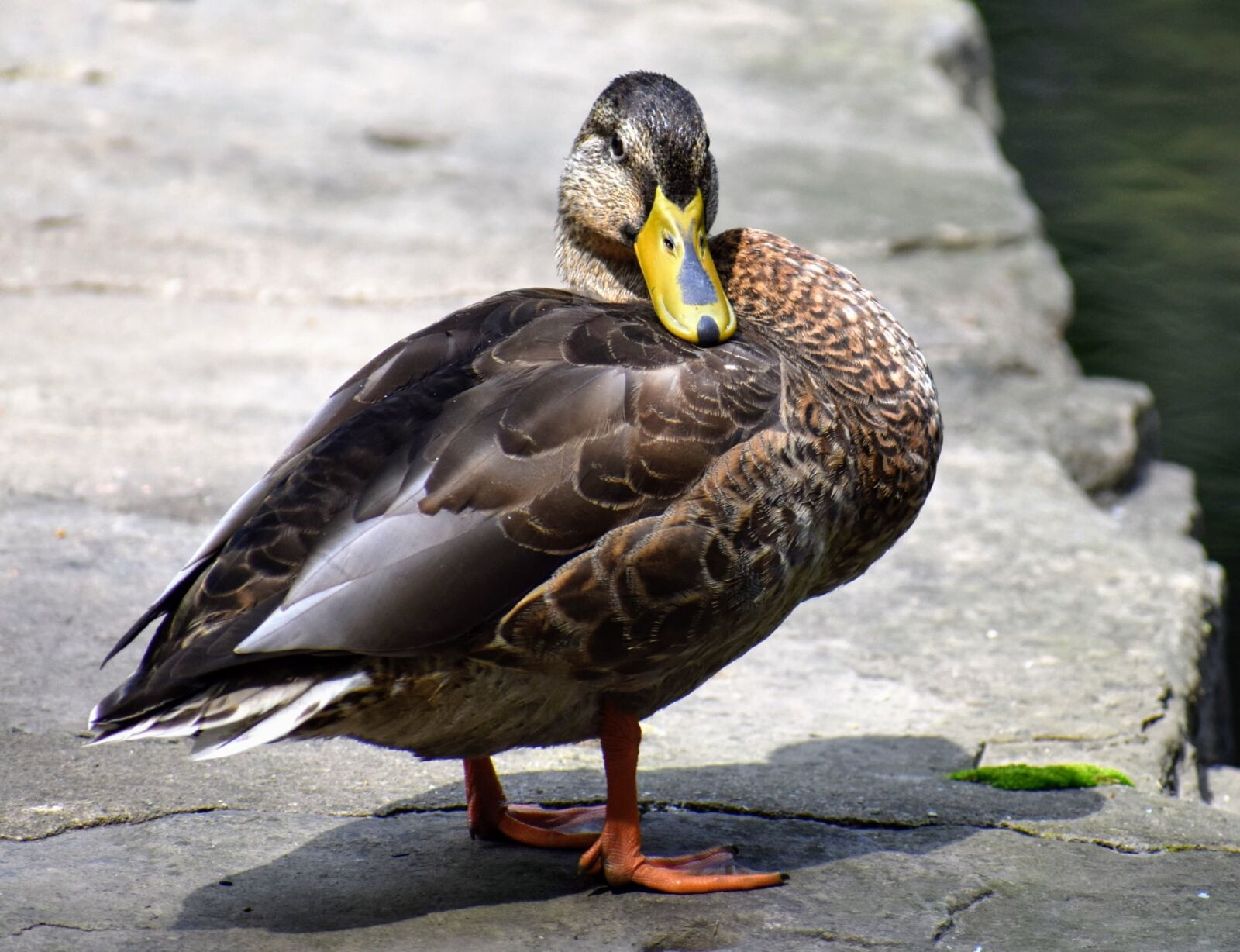 Nikon D3400 sample photo. Duck, wildlife, dam photography