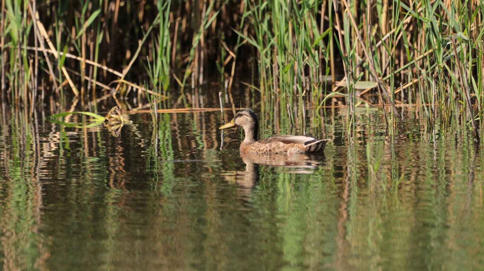150-600mm F5-6.3 DG OS HSM | Contemporary 015 sample photo. Duck, lake, what photography