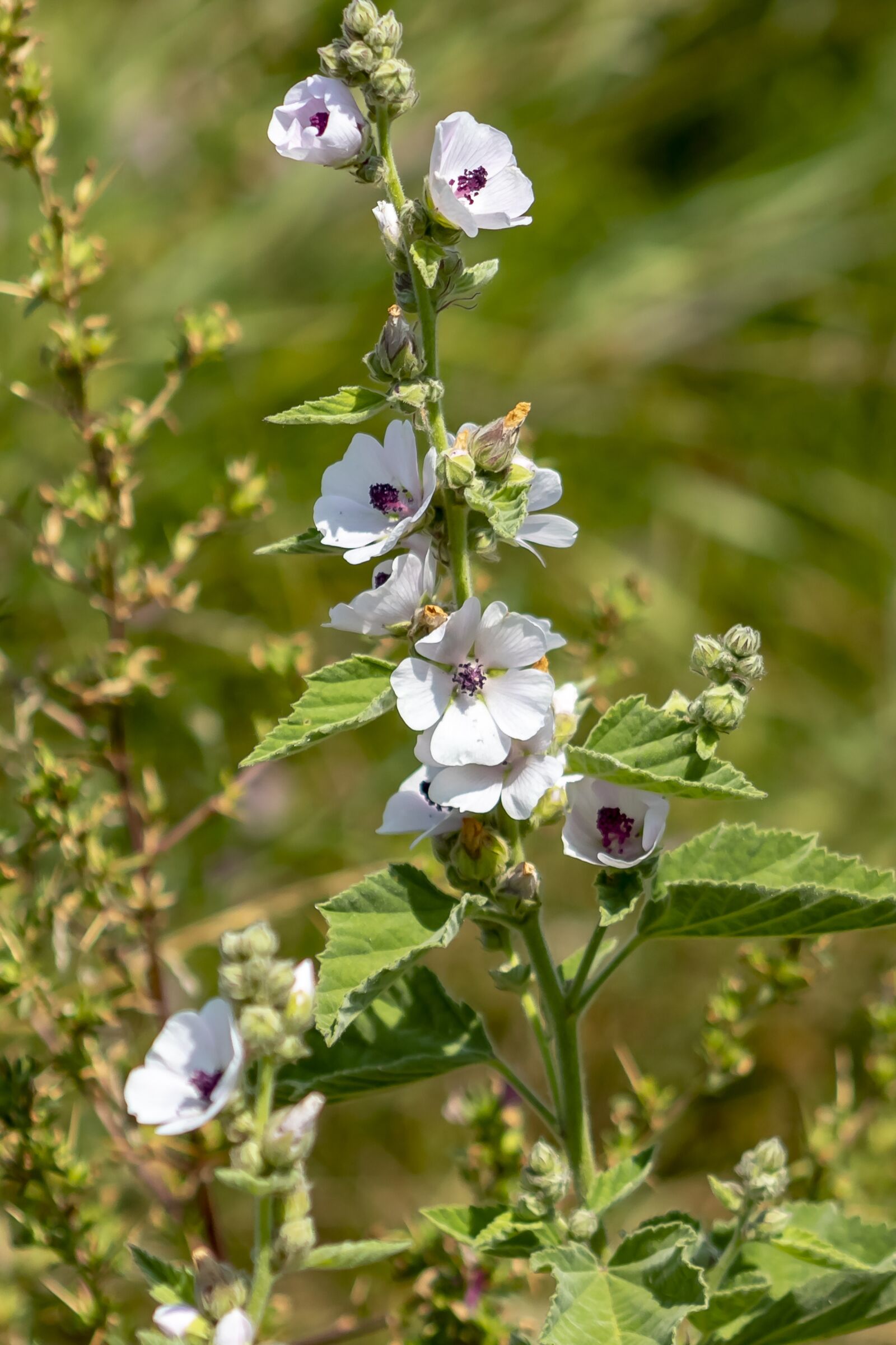Canon EF75-300mm f/4-5.6 sample photo. Wildflower, meadow flower, flower photography