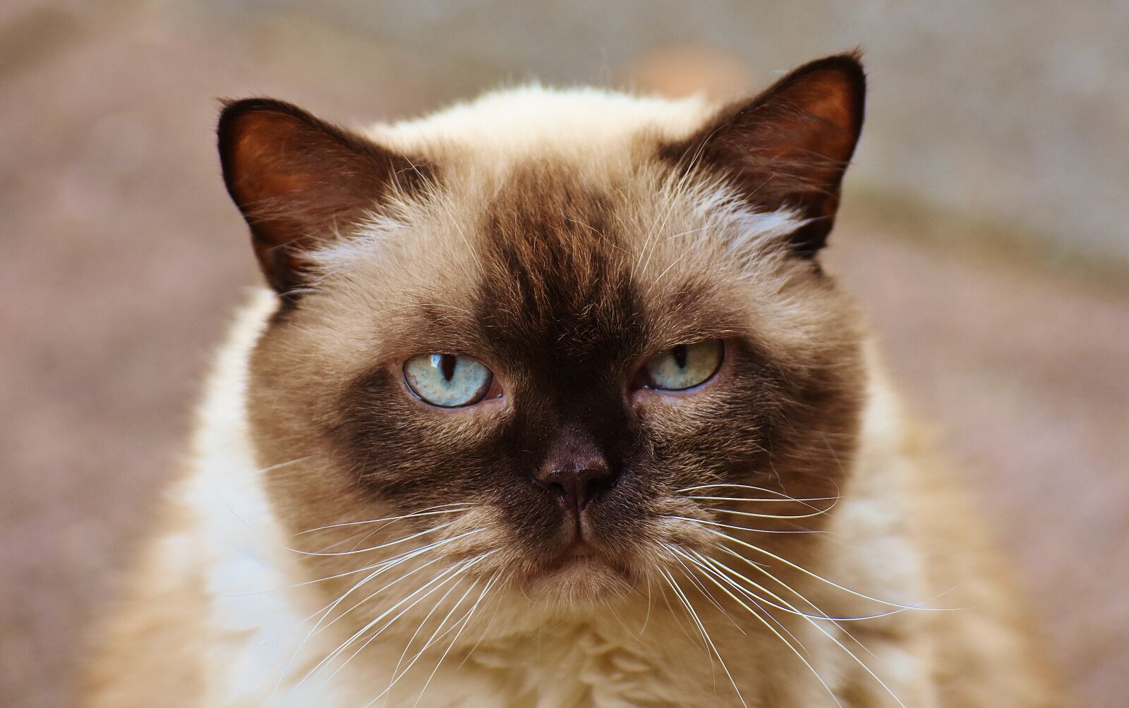 Nikon D7200 sample photo. Cat, british shorthair, mieze photography