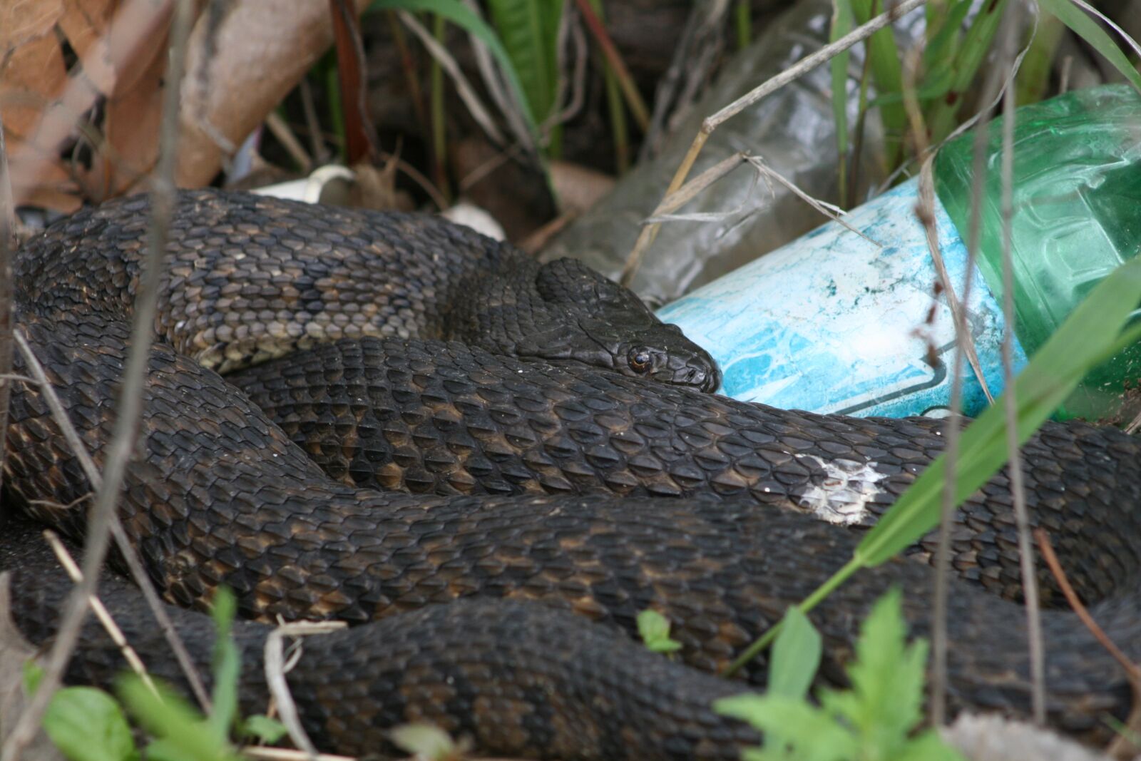 Canon EOS 400D (EOS Digital Rebel XTi / EOS Kiss Digital X) sample photo. Nature, wildlife, reptile photography
