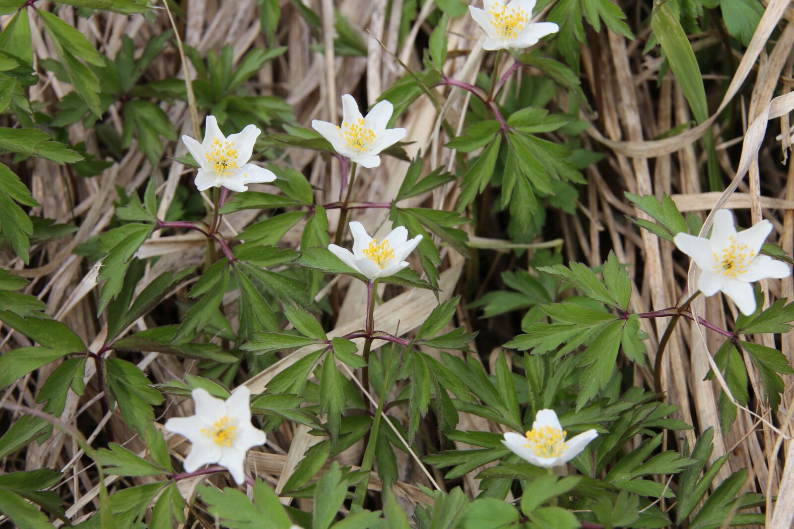 Canon EF 28-300mm F3.5-5.6L IS USM sample photo. Wood anemone, spring, anemone photography