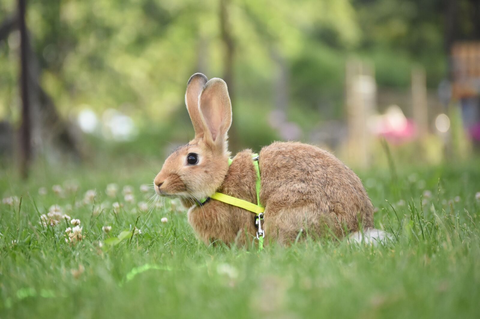 Nikon D7200 sample photo. Rabbit, meadow, summer photography