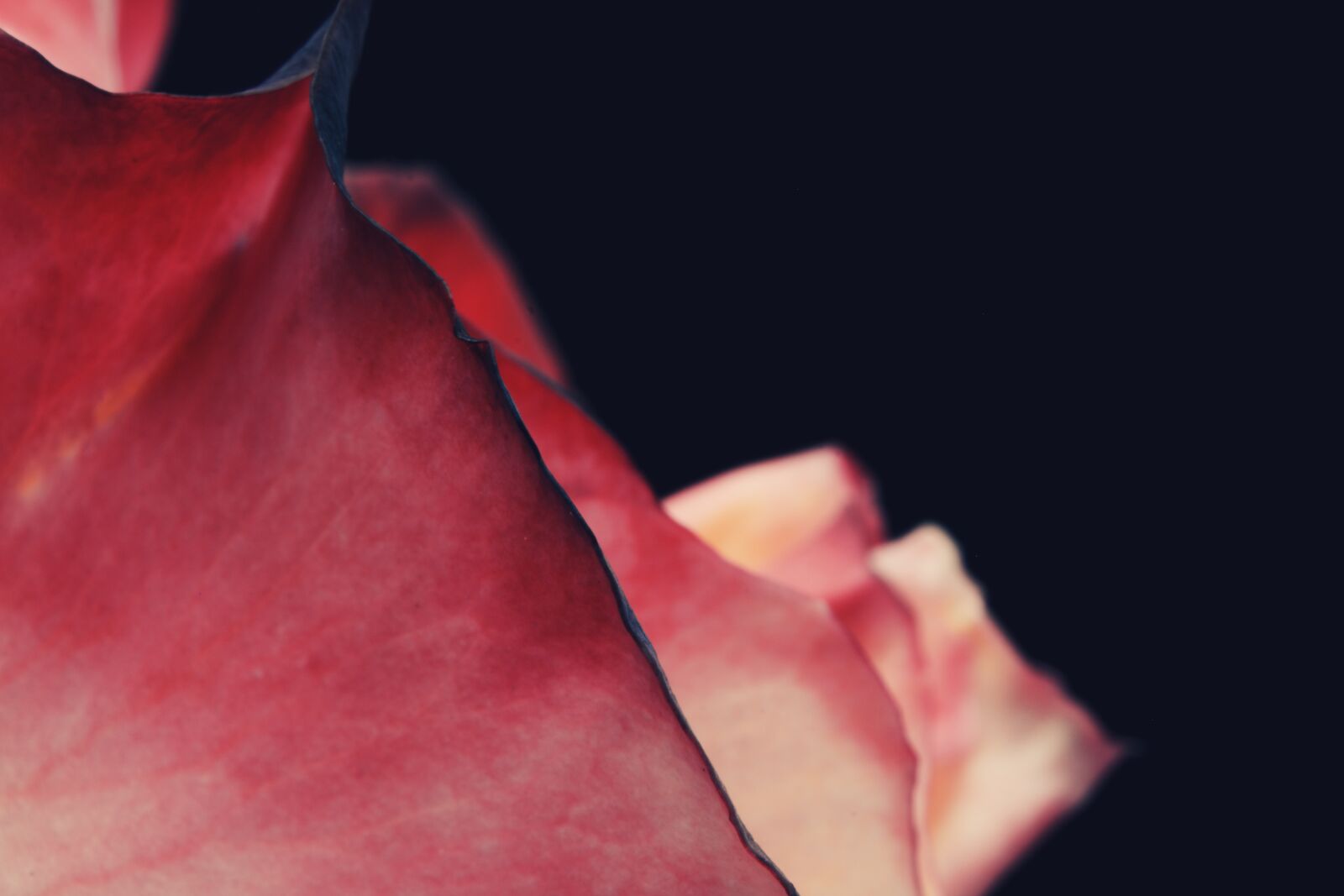 Canon EOS 750D (EOS Rebel T6i / EOS Kiss X8i) sample photo. Flower, petal, stem photography