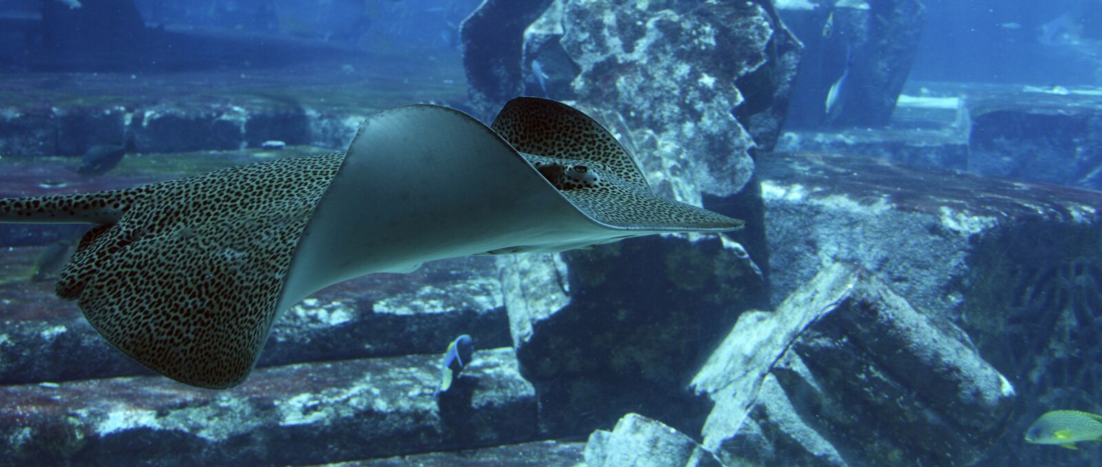 Nikon D7100 sample photo. Stingray, rays, underwater photography