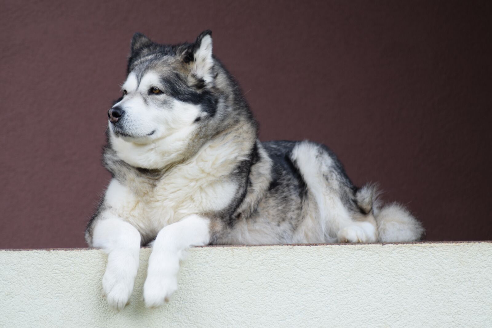 Nikon D3300 sample photo. Alaskan-malamute, malamute, dog photography
