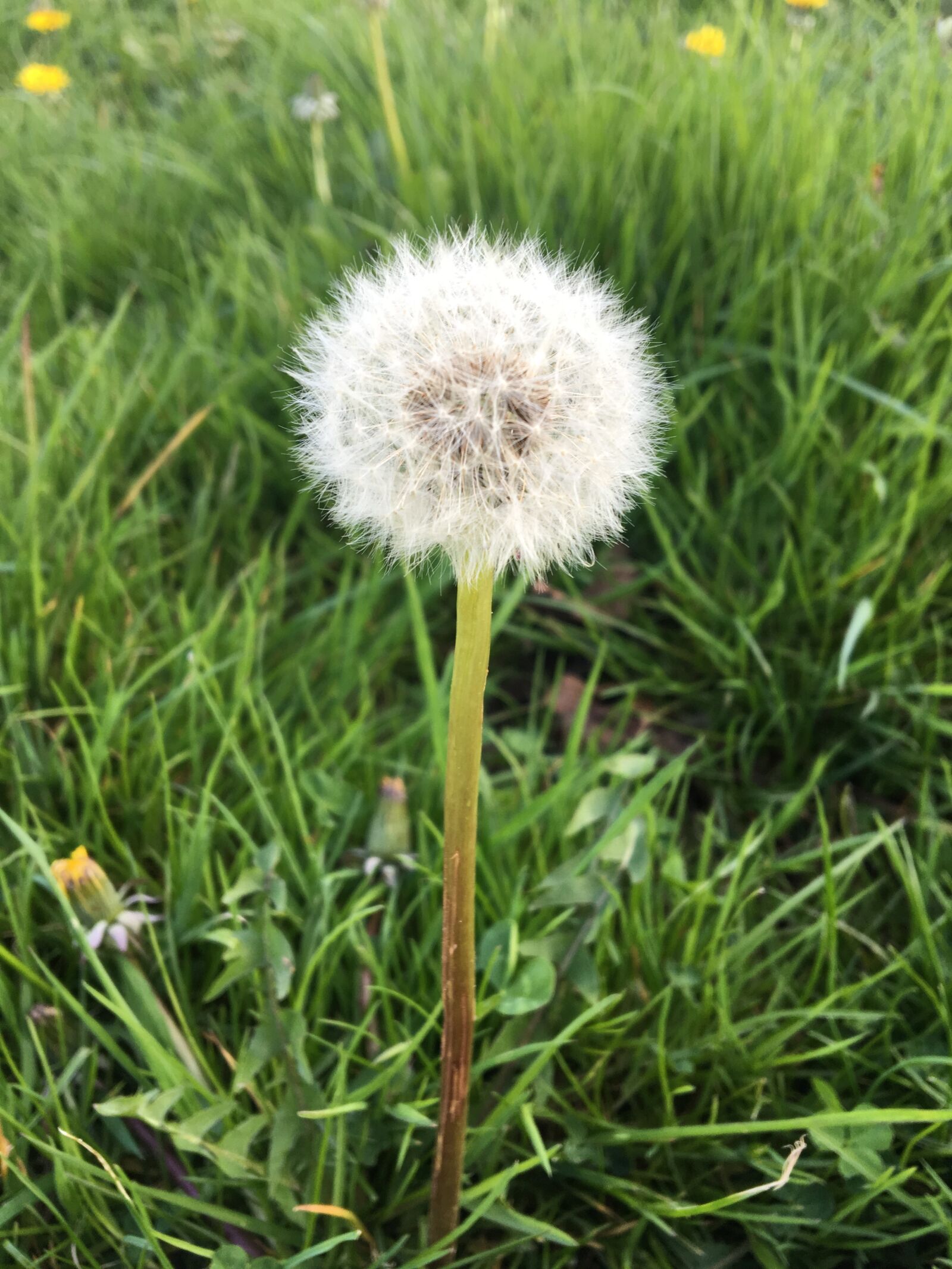 Apple iPhone 6s sample photo. Grass, nature, summer photography