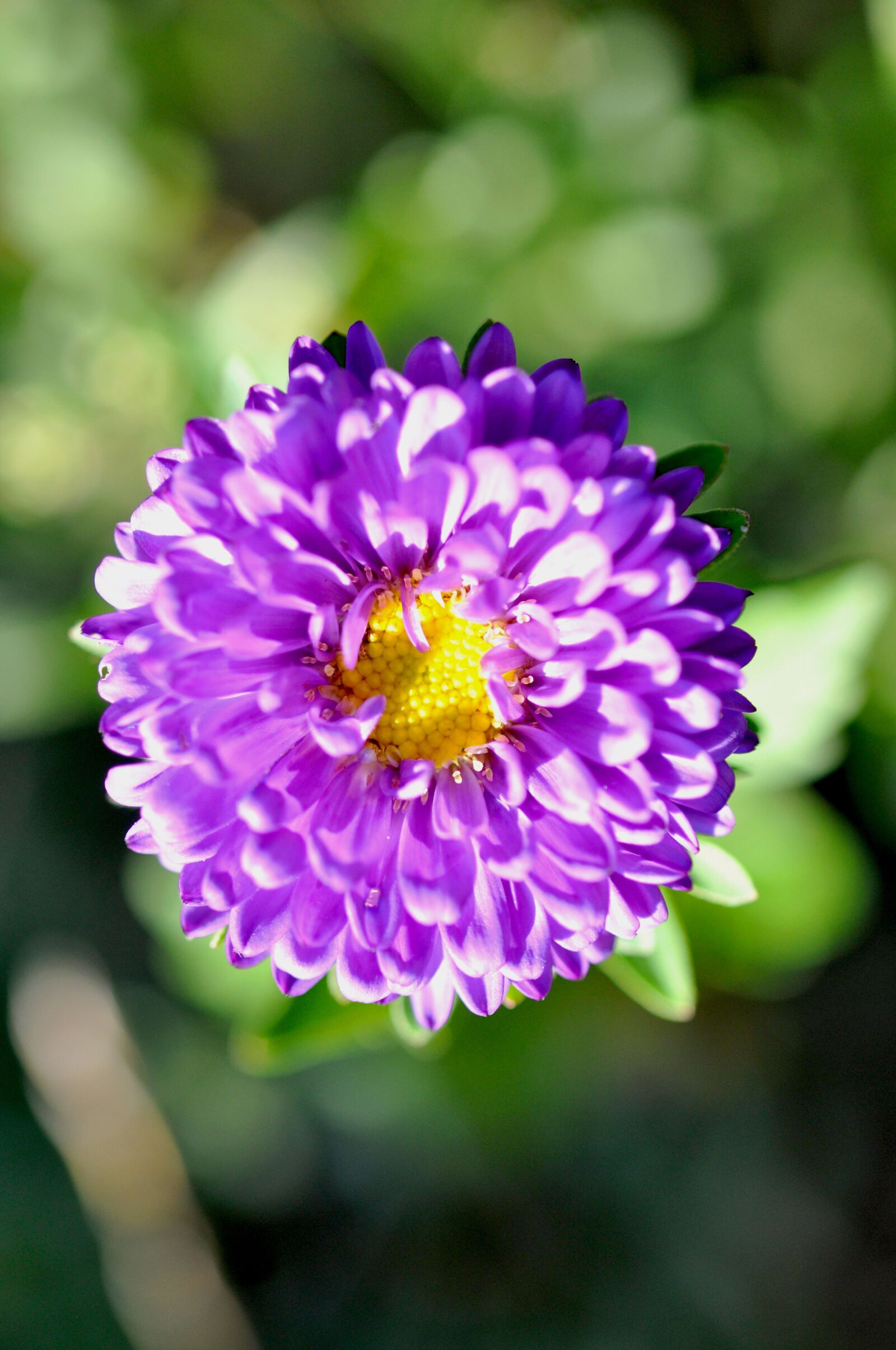 Nikon D90 sample photo. Flower, garden, nature photography