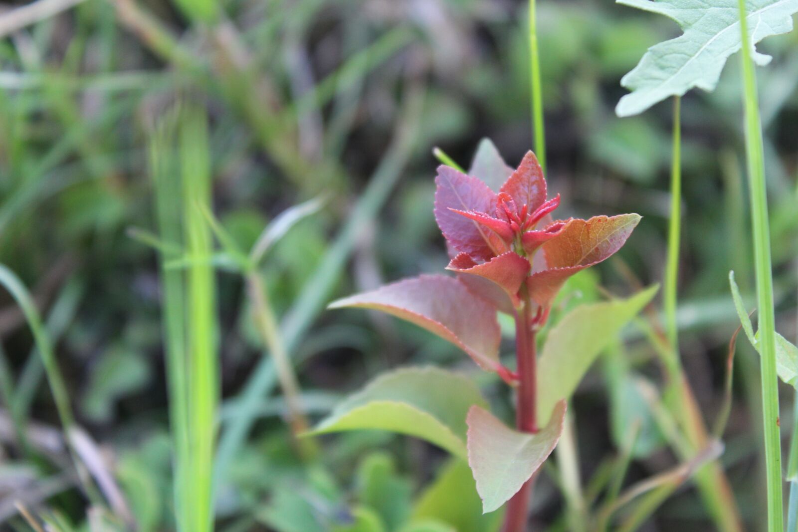 Canon EOS 1300D (EOS Rebel T6 / EOS Kiss X80) sample photo. Plant, outdoor, nature photography