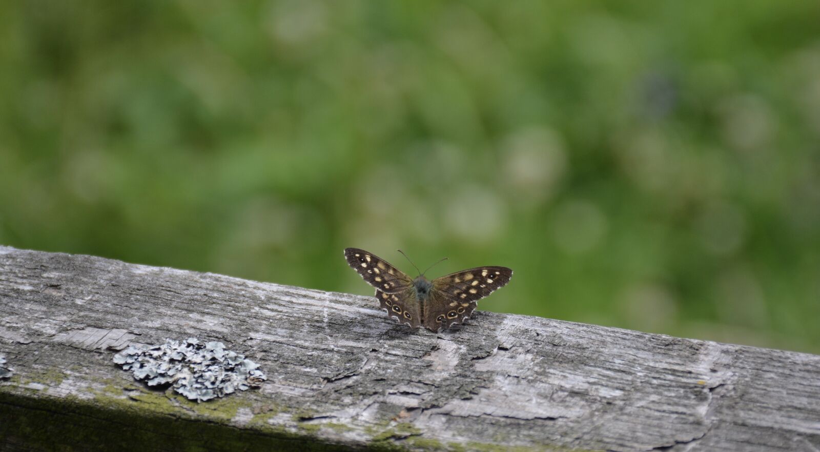 Nikon D7100 sample photo. Bug, butterfly, wings photography