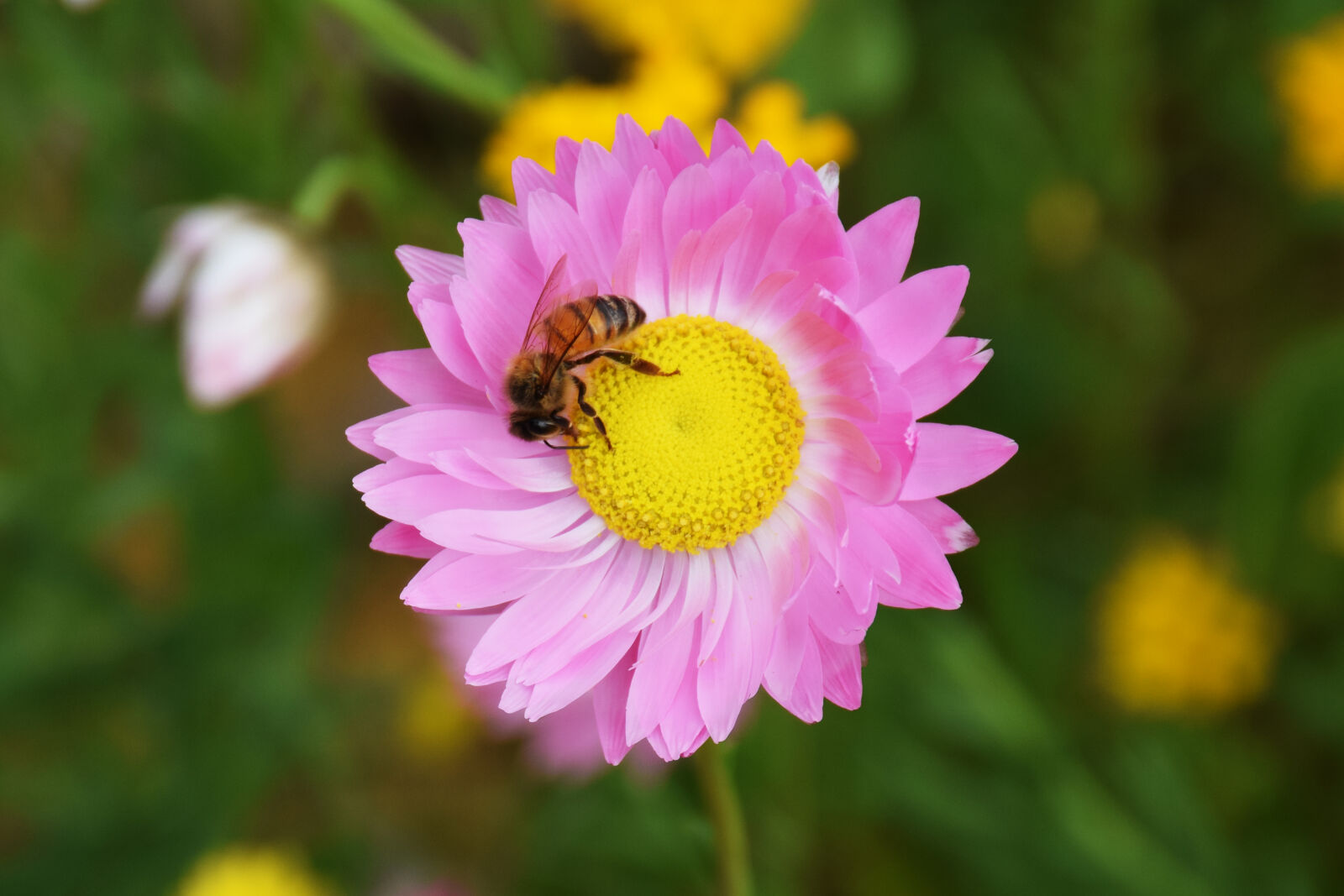 Nikon D5300 sample photo. Australia, bee, flower, kingspark photography