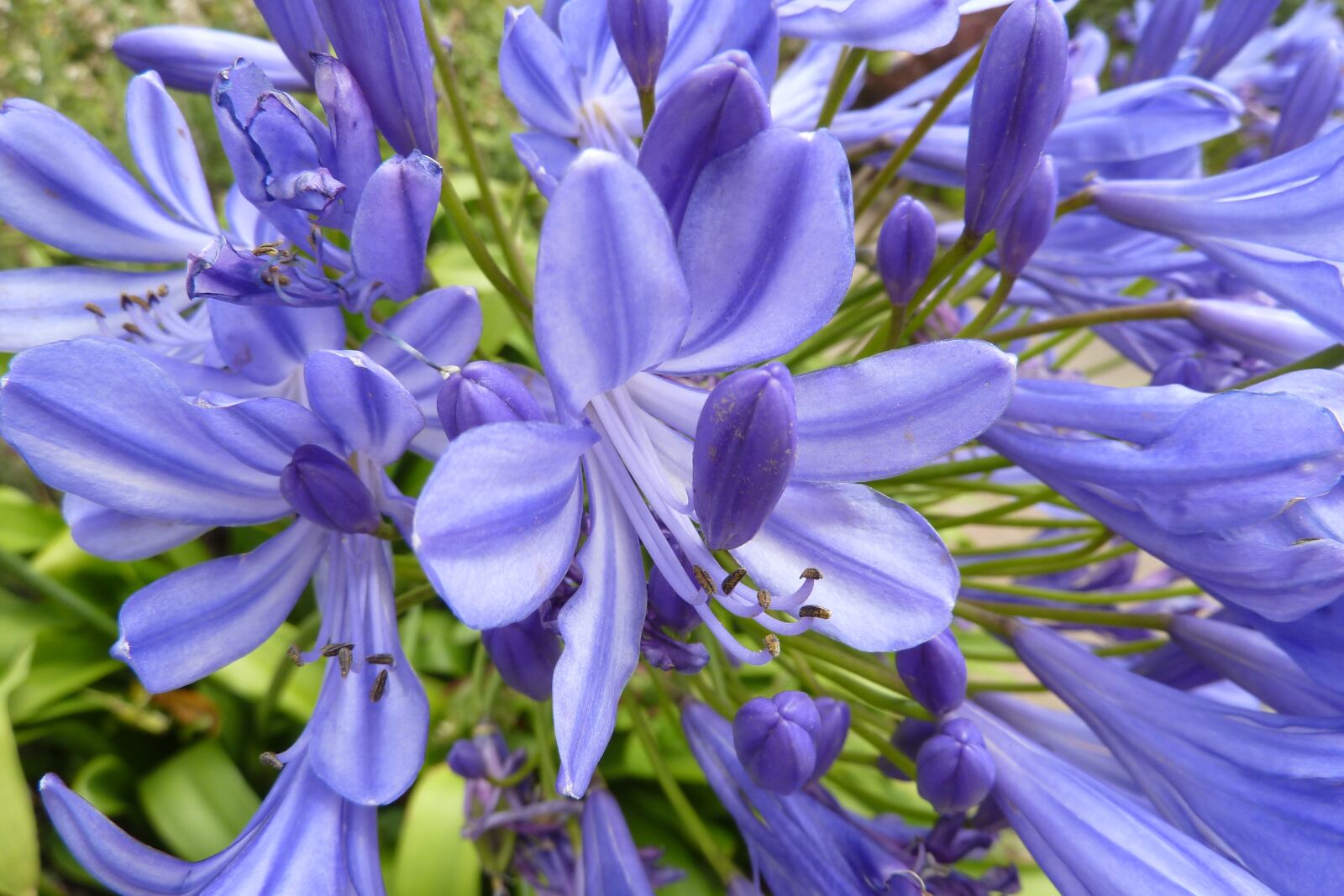 Panasonic Lumix DMC-ZS7 (Lumix DMC-TZ10) sample photo. Agapanthus, brittany, nature photography