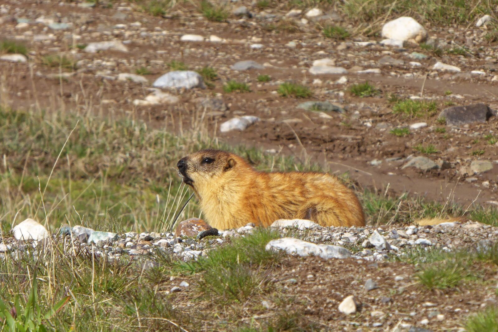 Panasonic DMC-TZ61 sample photo. Marmot, animal, nature photography