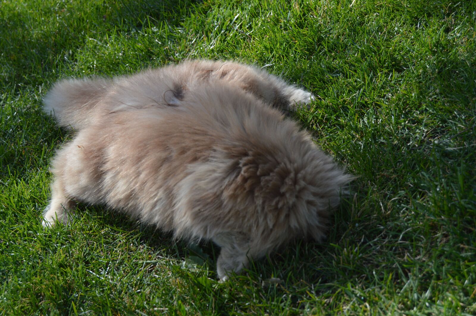 Nikon D3200 sample photo. Cat, garden, animal photography