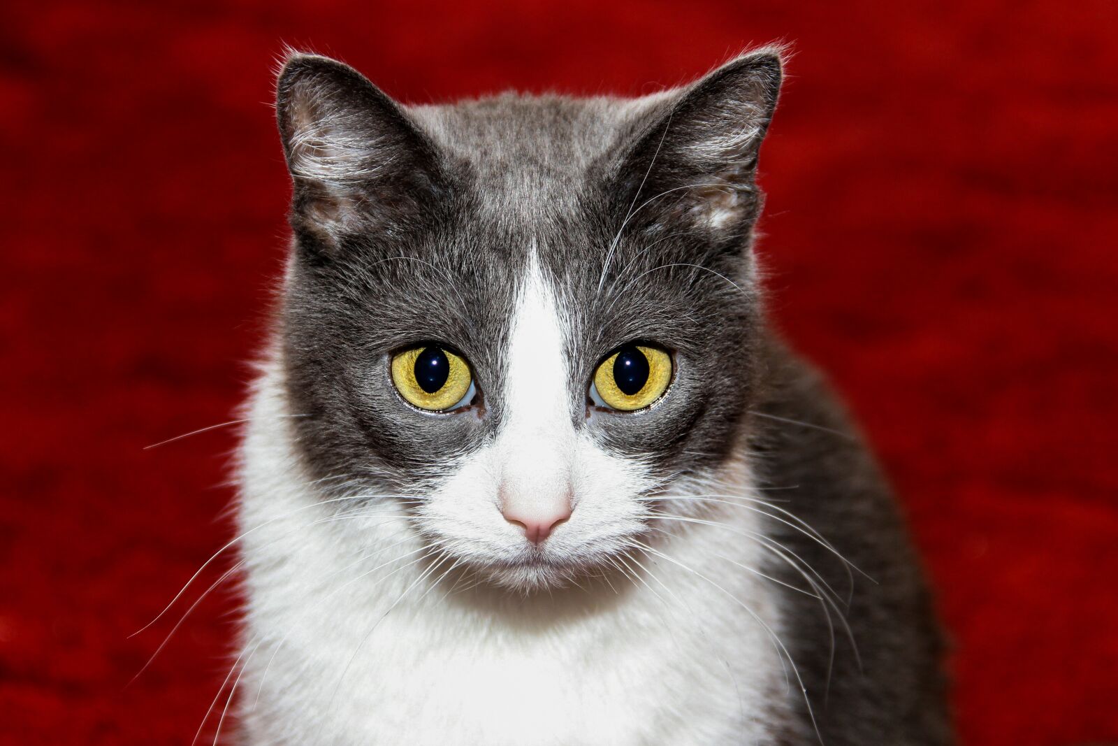 Canon EOS 600D (Rebel EOS T3i / EOS Kiss X5) sample photo. Cat, domestic cat, pet photography