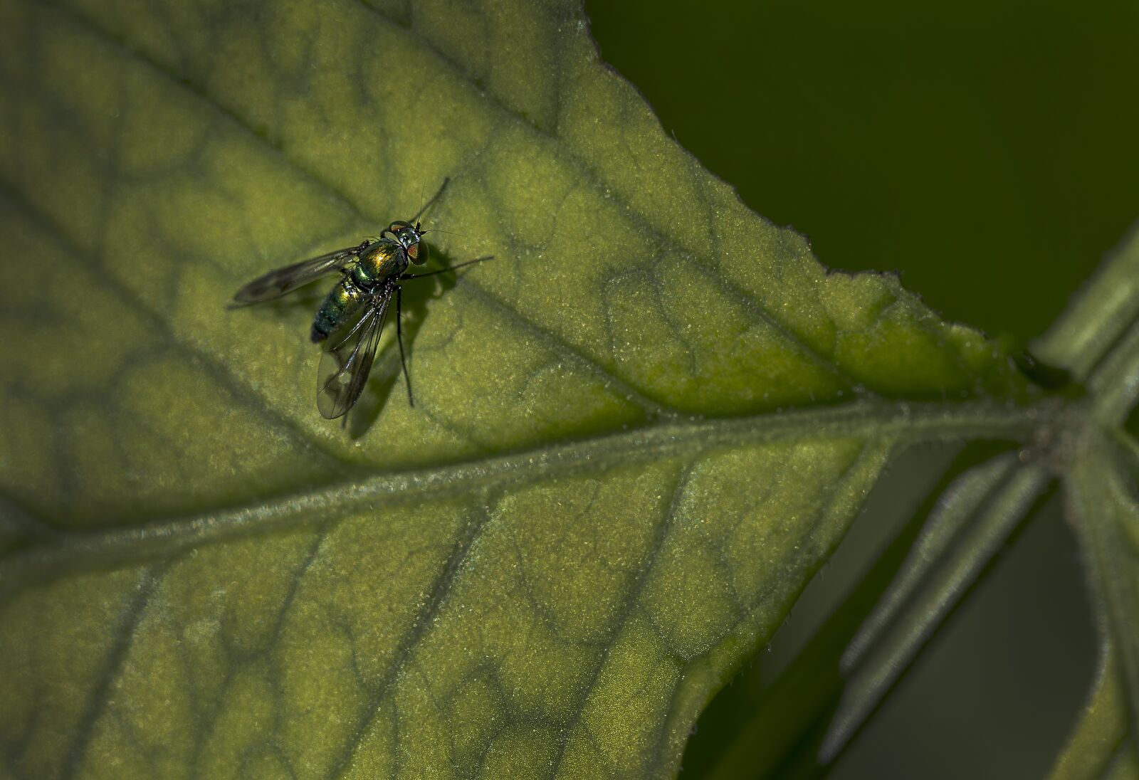 Canon EOS-1D X + Canon EF 100mm F2.8L Macro IS USM sample photo. Fly, leaf, green photography