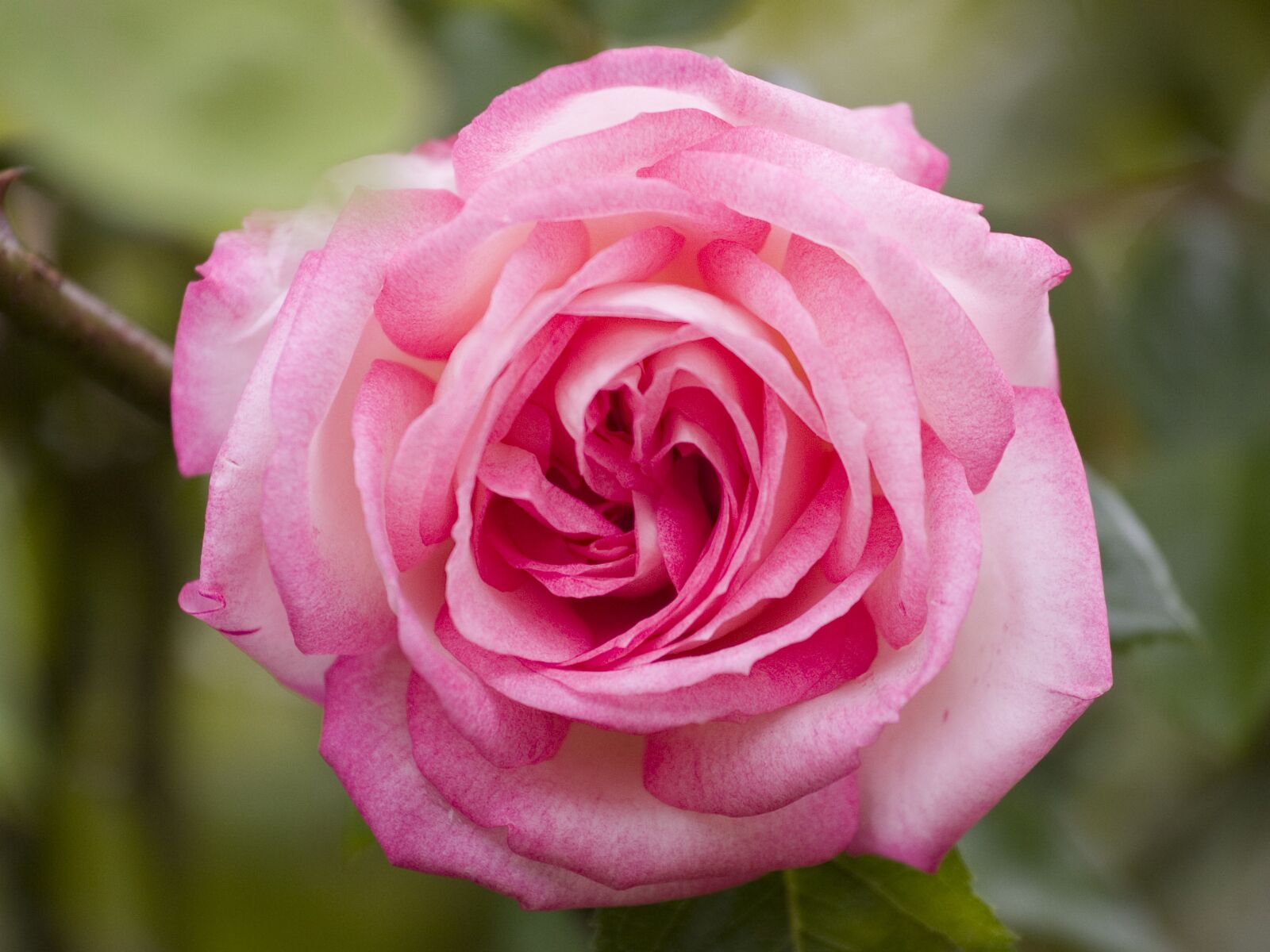 Canon EOS 10D sample photo. Rose, pink, flower photography