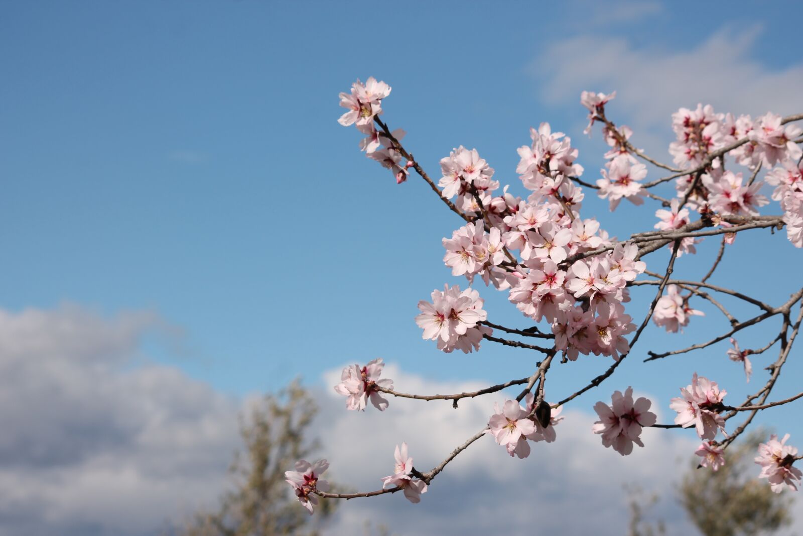 Canon EOS 1100D (EOS Rebel T3 / EOS Kiss X50) sample photo. Almond tree, flowering, flowers photography