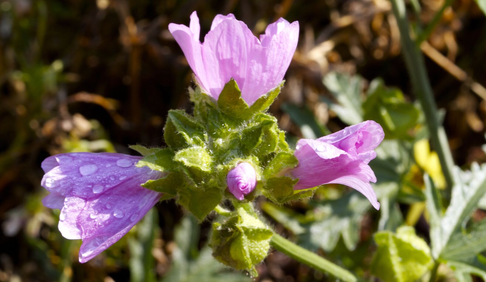 Canon EOS 7D sample photo. Flowers, pink, garden photography