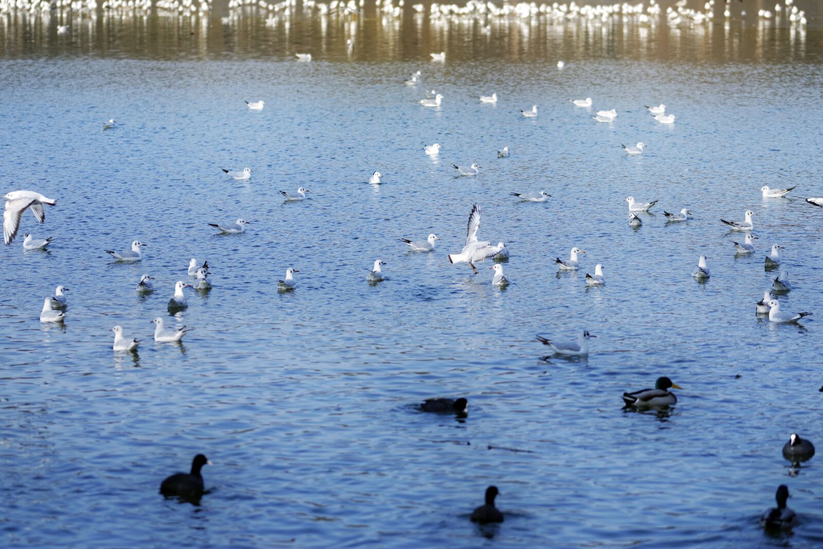 Nikon D5300 sample photo. Landscape, lake, water photography
