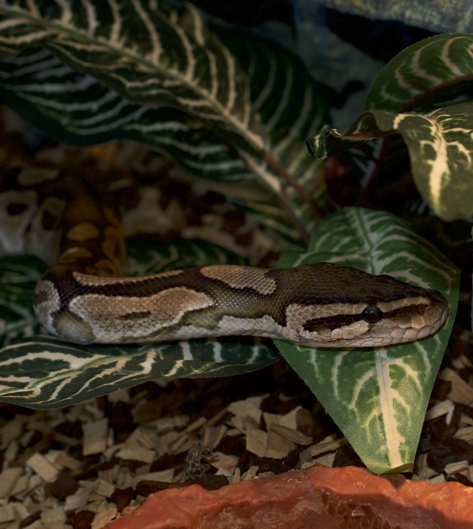 Nikon D5300 sample photo. Snakehead, python, reptile photography