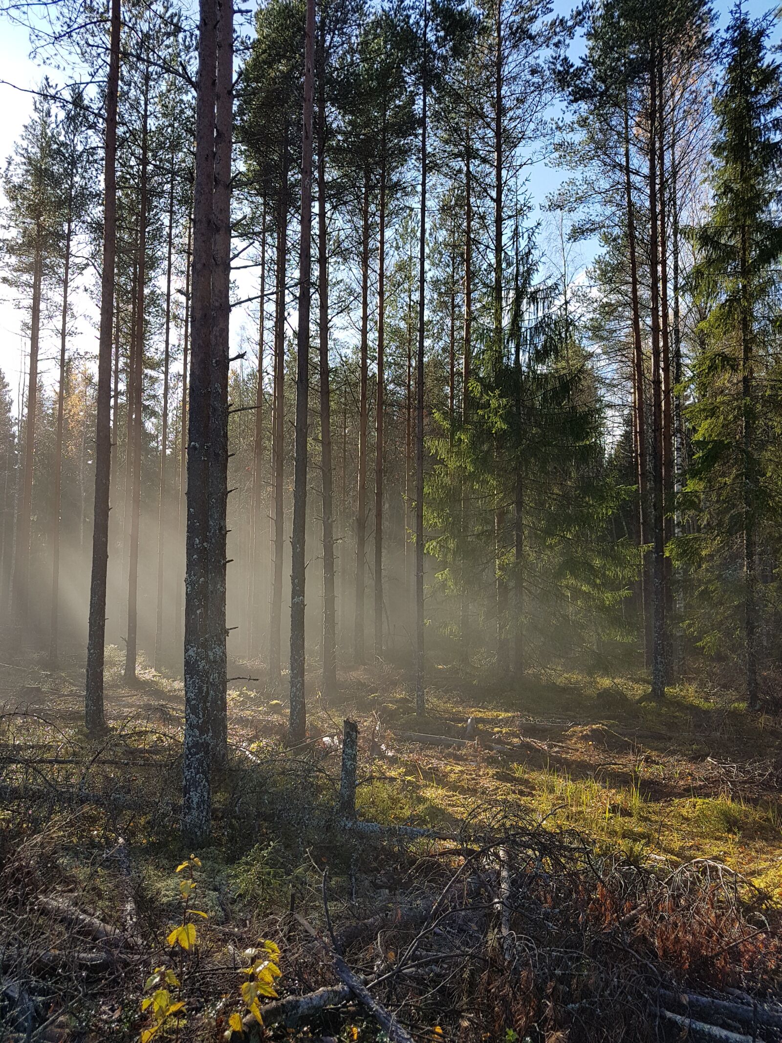 Samsung Galaxy S7 Edge sample photo. Forest, haze, wood photography