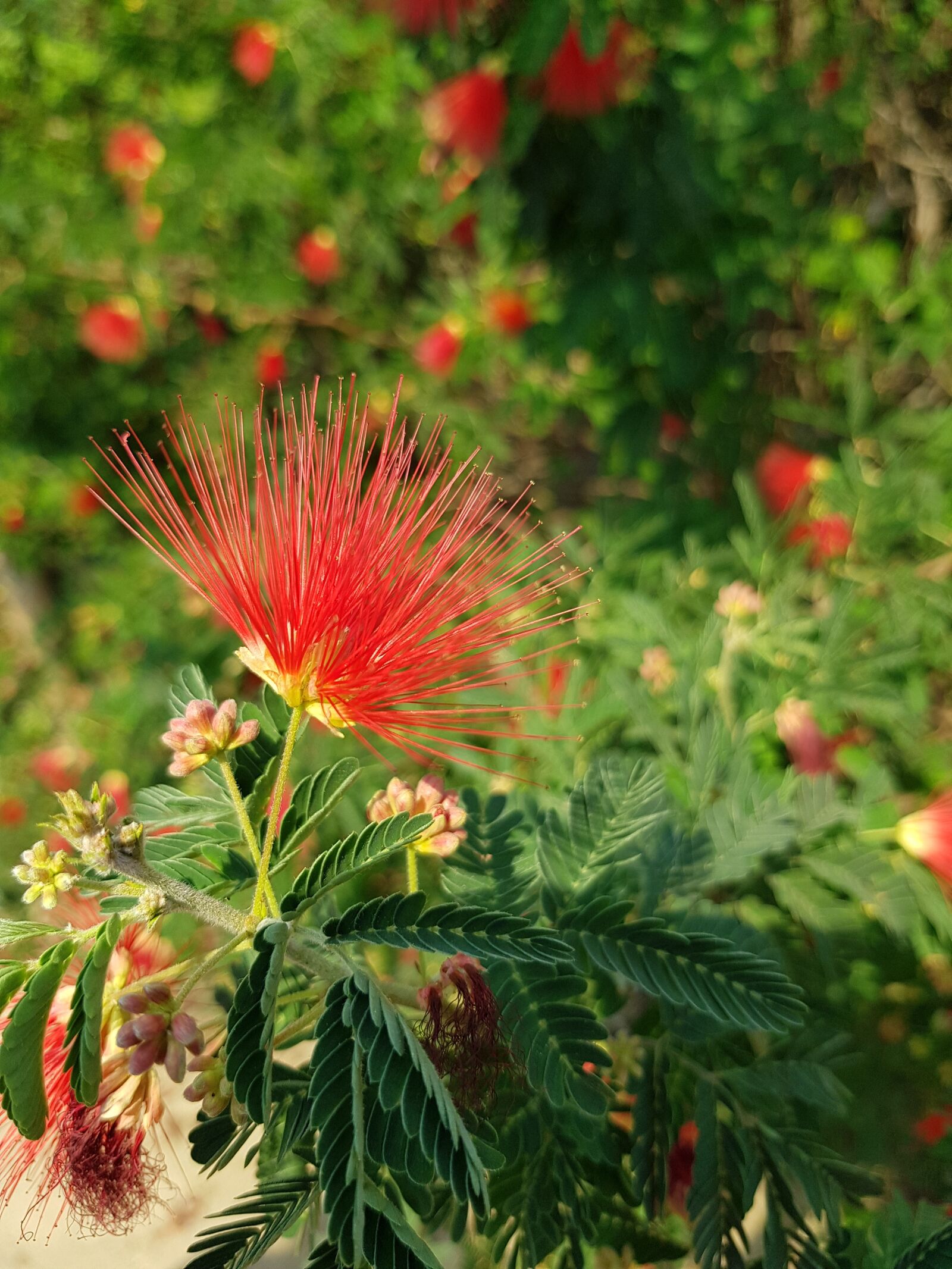 Samsung Galaxy S8 sample photo. Desert, red, incentive photography