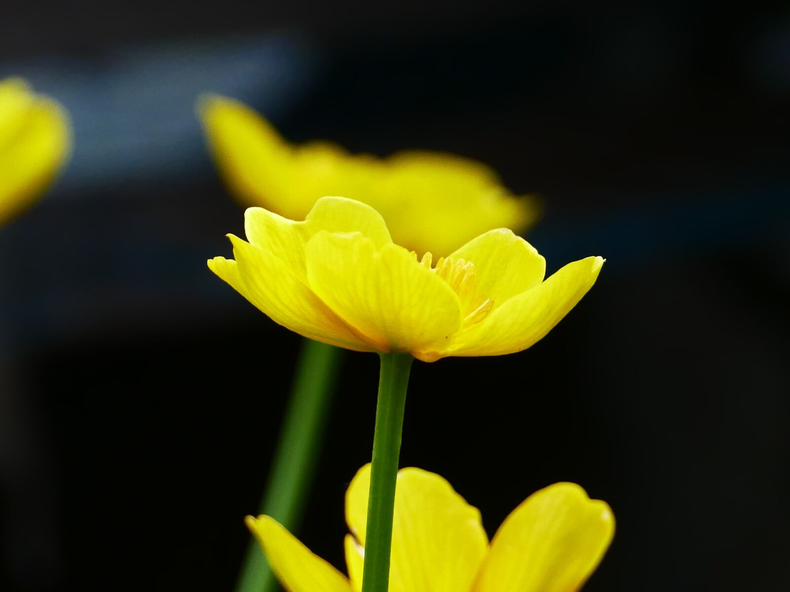 Panasonic Lumix DMC-FZ1000 sample photo. Marsh marigold, flower, spring photography