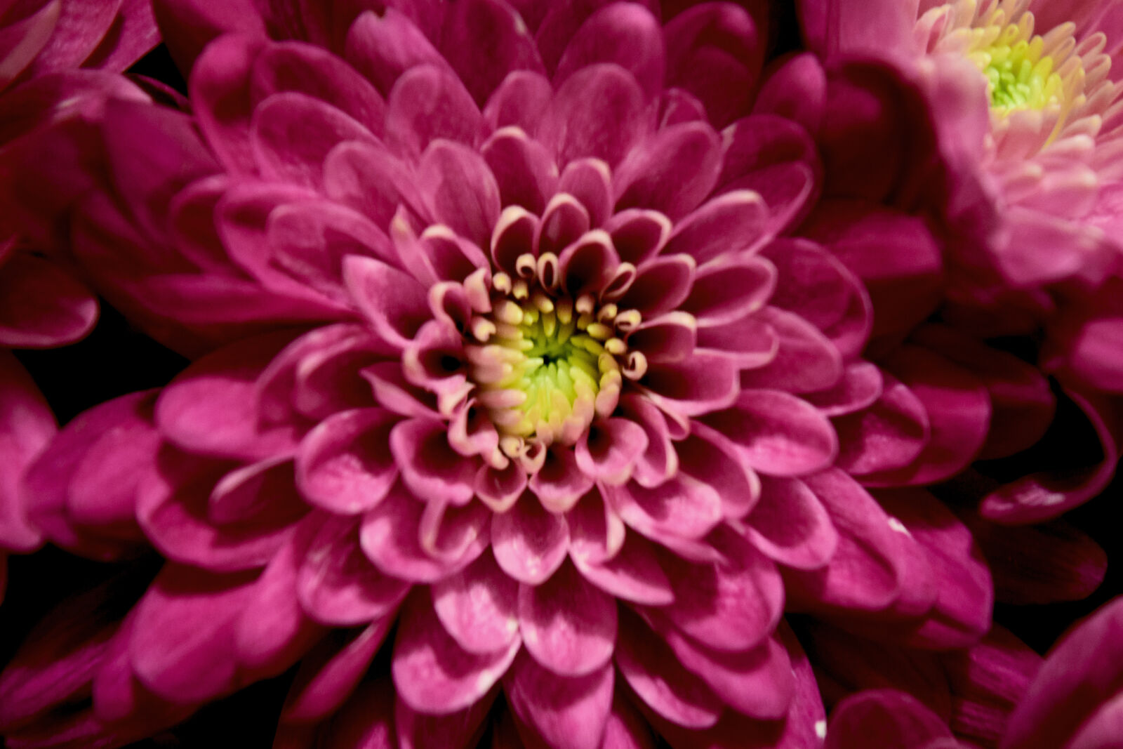 Nikon D3300 sample photo. Flower, pink, macro photography