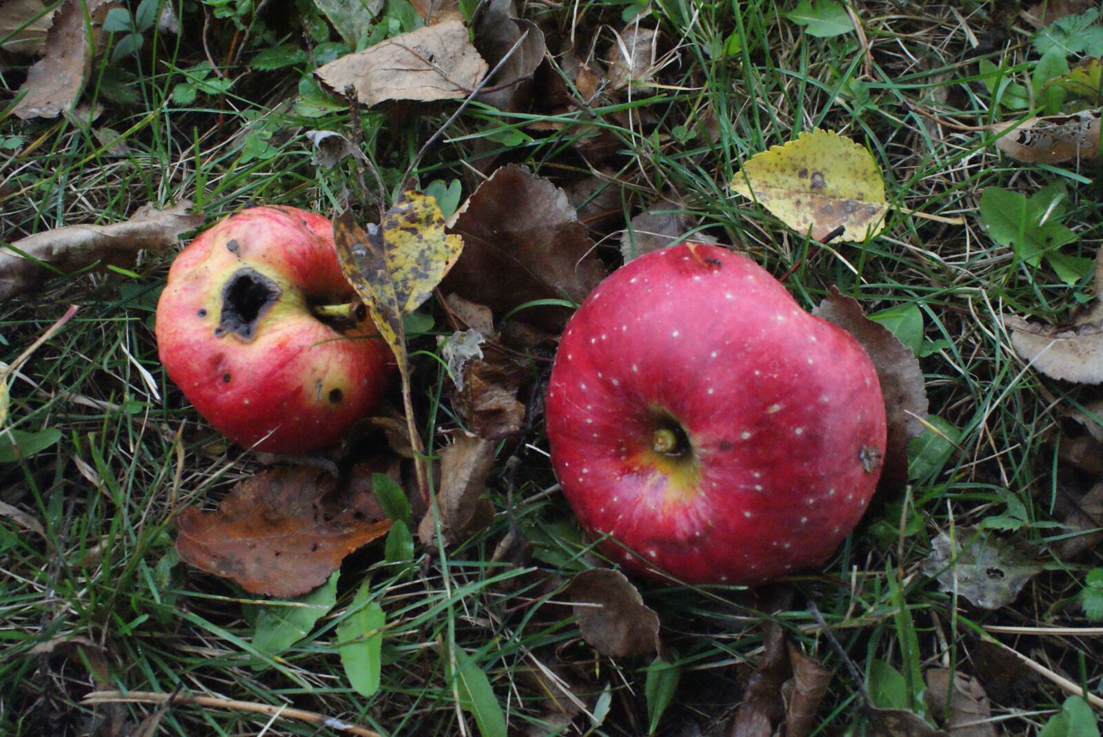 Sony Alpha DSLR-A200 sample photo. Apple, fruit, food photography