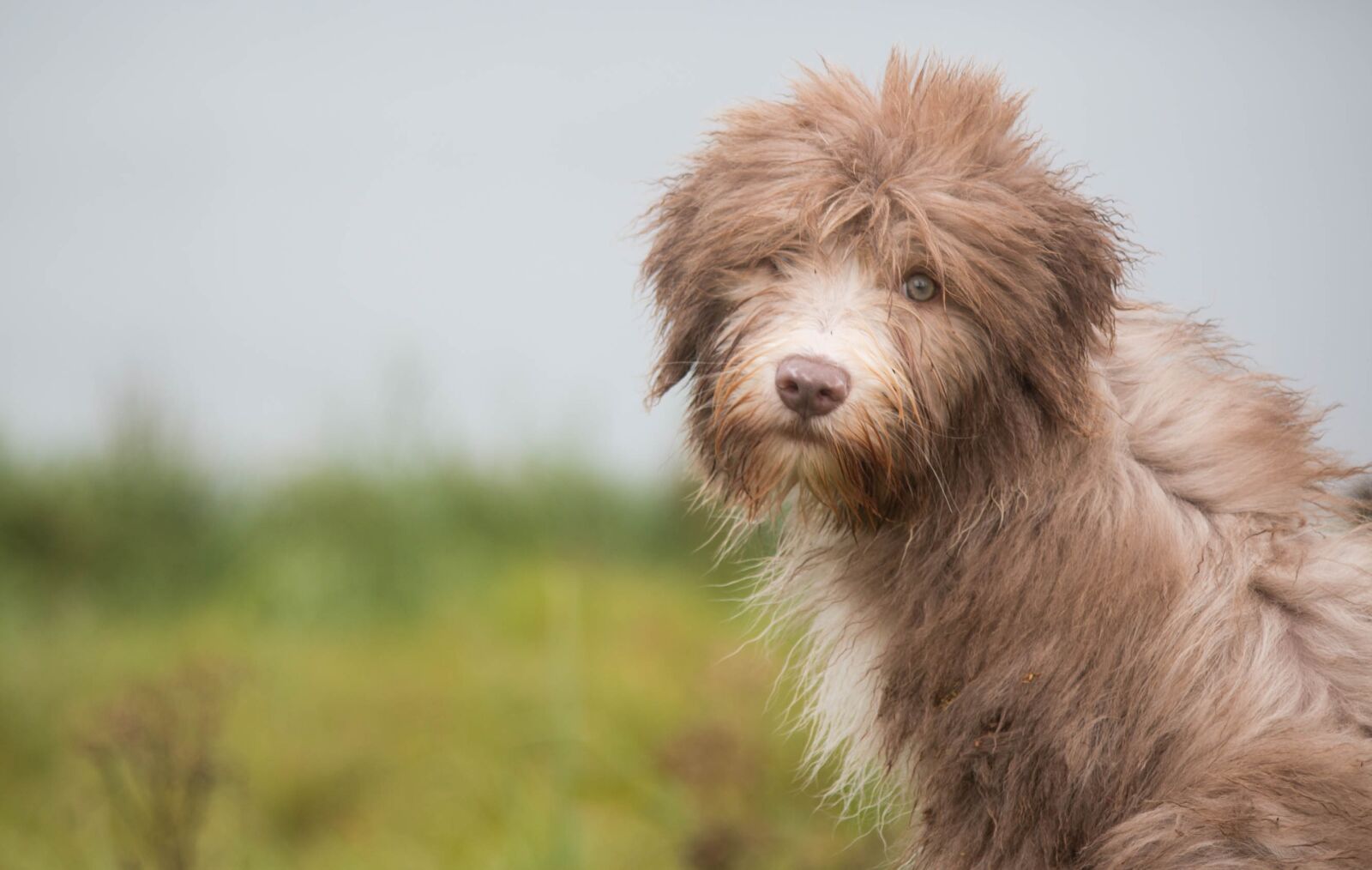 Canon EF-S 55-250mm F4-5.6 IS II sample photo. Dog puppies, view, puppies photography