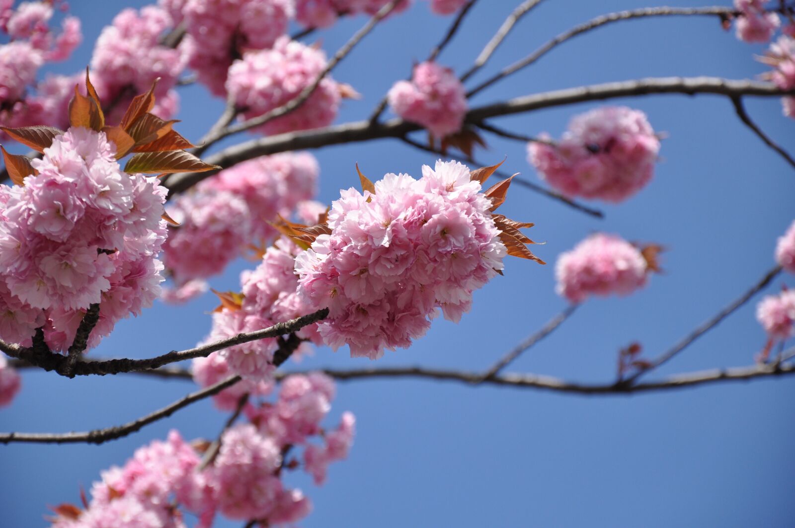 Nikon D90 sample photo. Spring, flowers, bloom photography