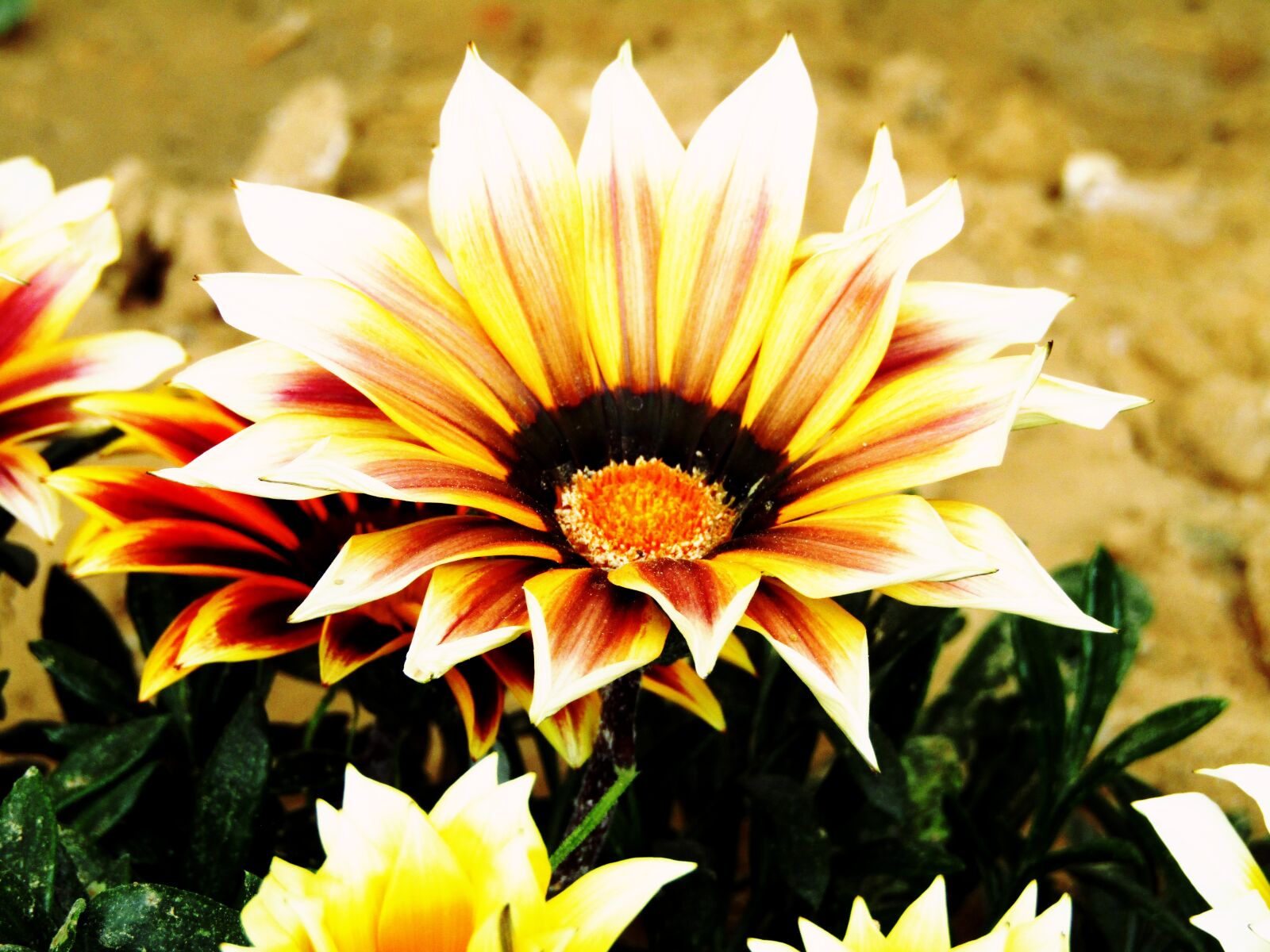 Canon PowerShot SX410 IS sample photo