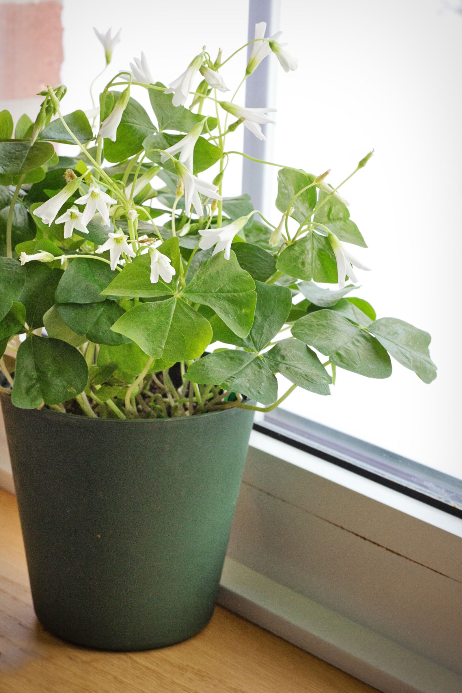 Canon EOS 5D Mark III sample photo. Shamrocks, plant, green photography