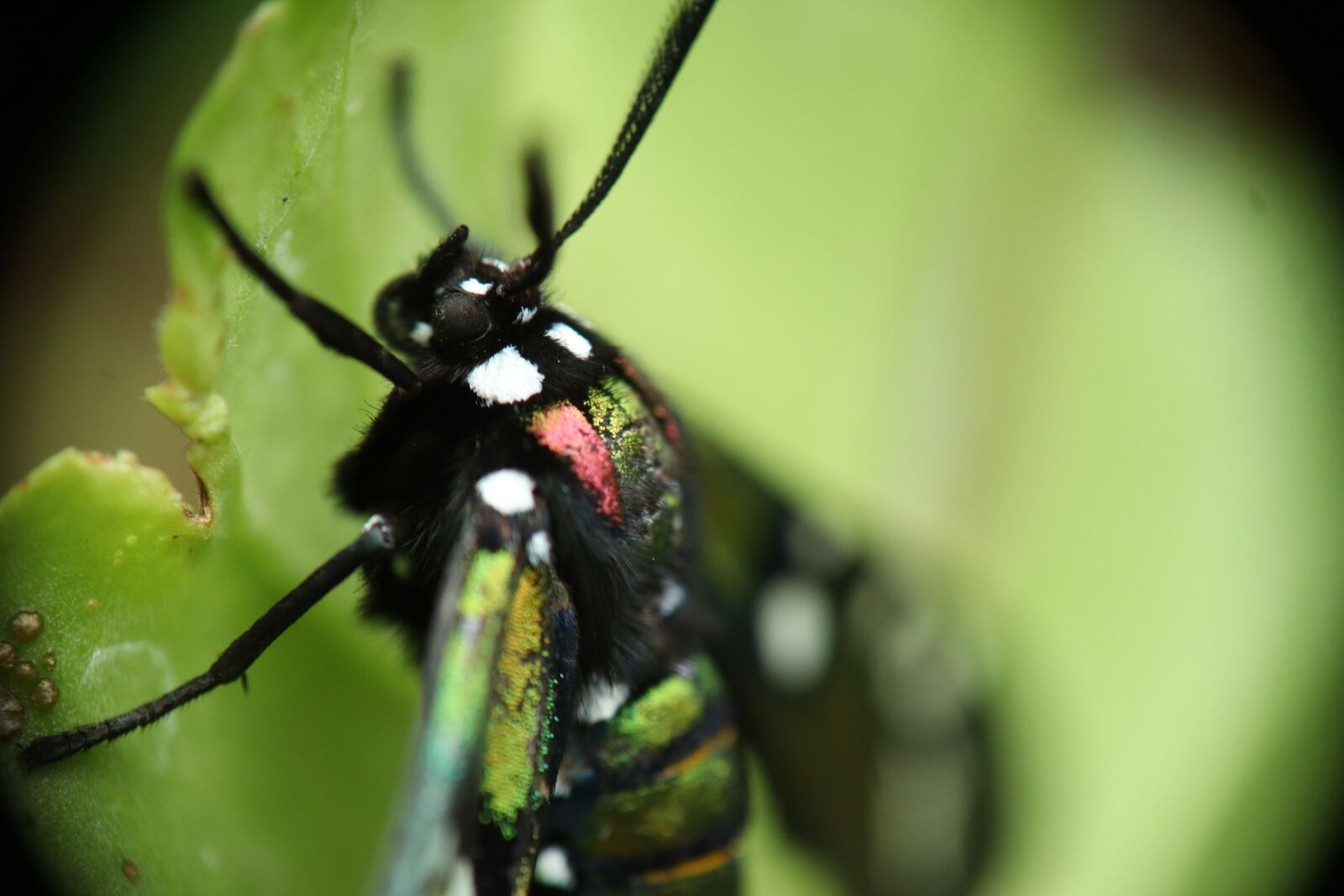 Canon EOS M50 (EOS Kiss M) sample photo. Lepid ptera, butterfly day photography