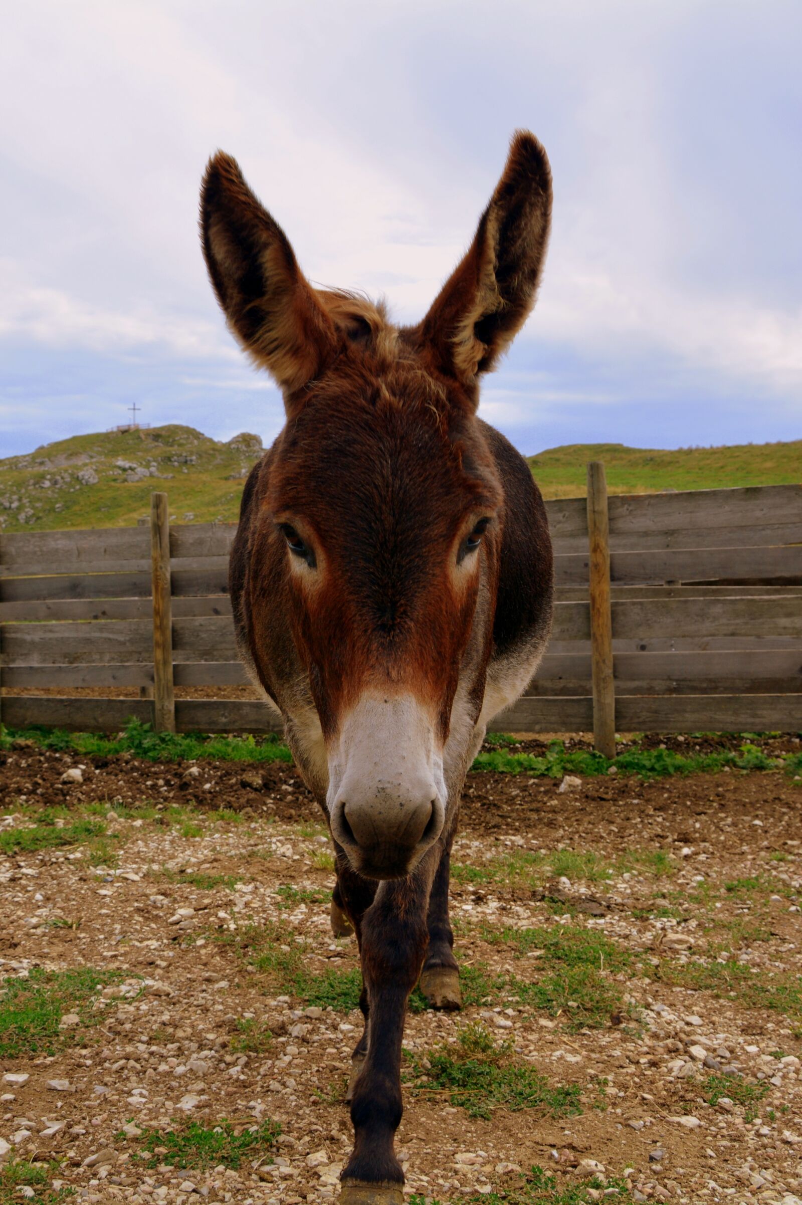 Nikon D7100 sample photo. Donkey, fence, mountain photography