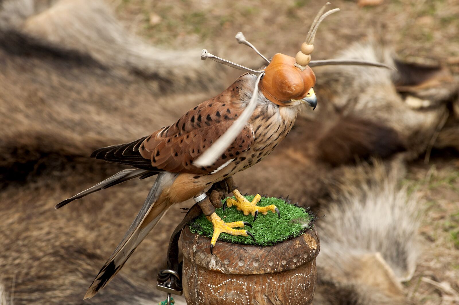 Nikon D5000 sample photo. Nature, animals, birds photography